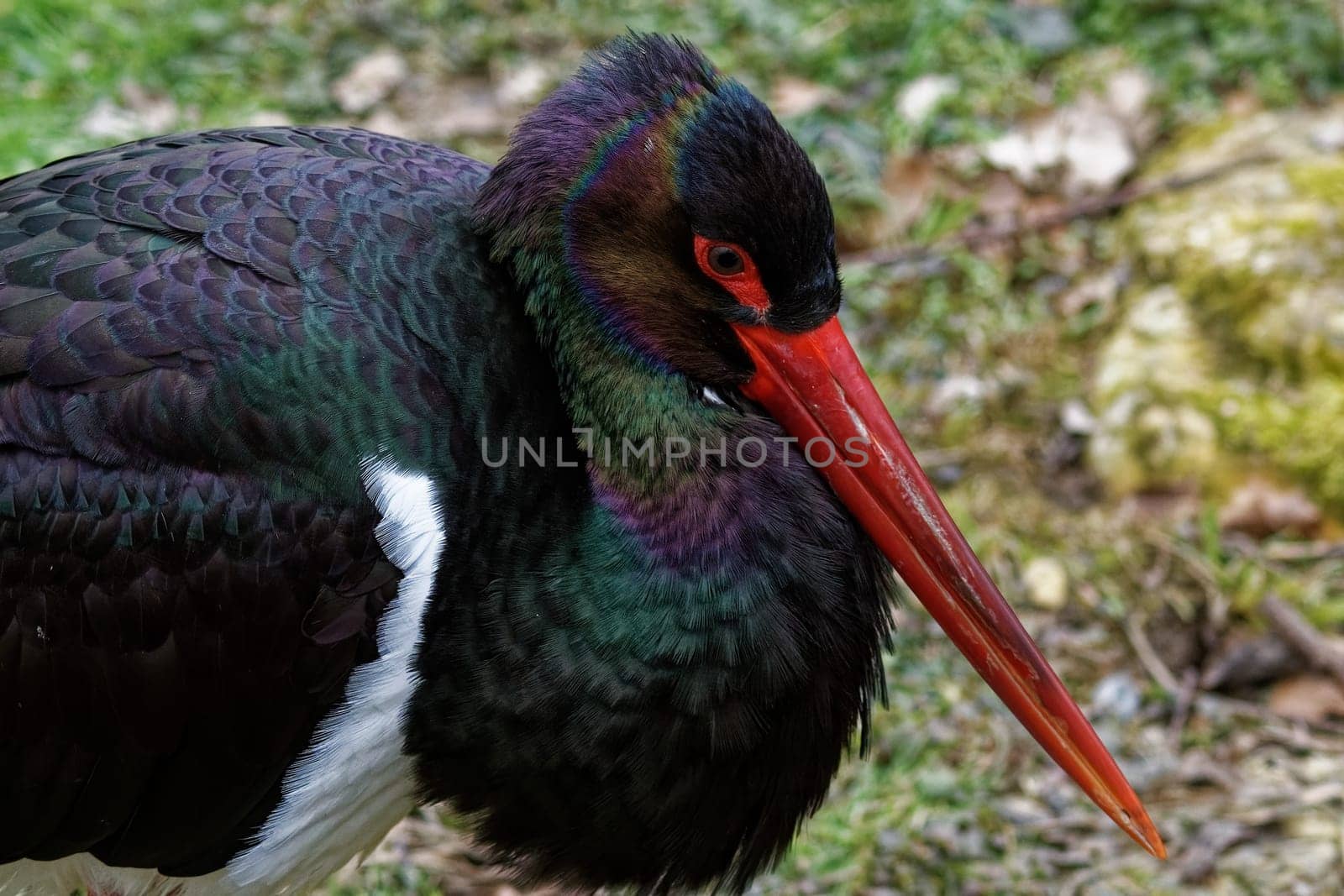 Black stork