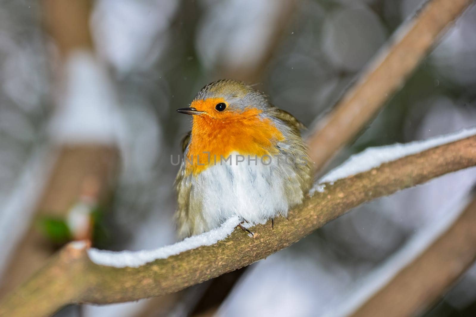 Bird of the year