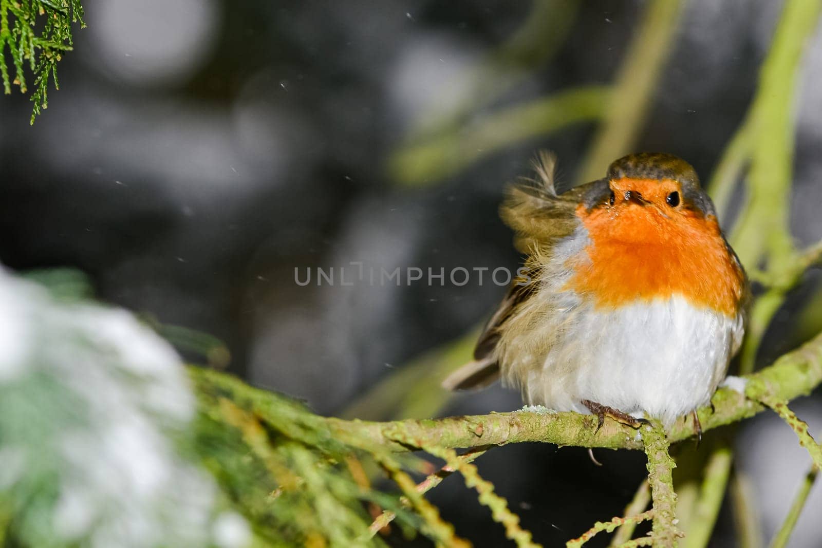 Bird of the year