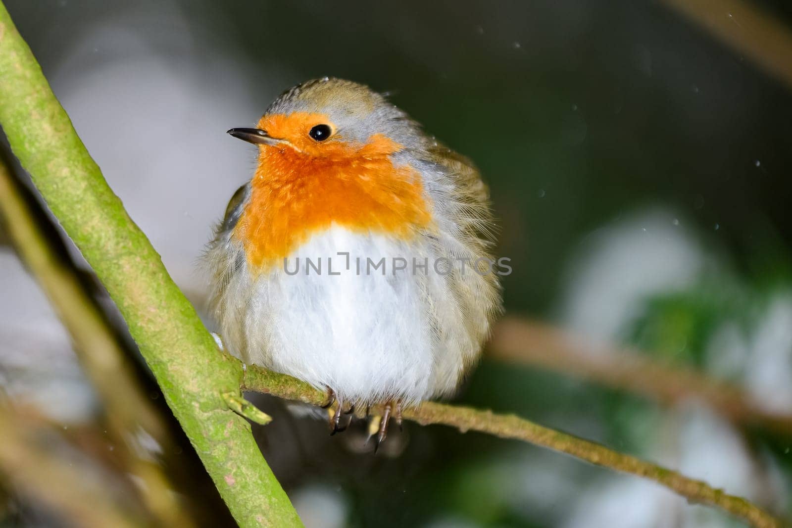 Bird of the year