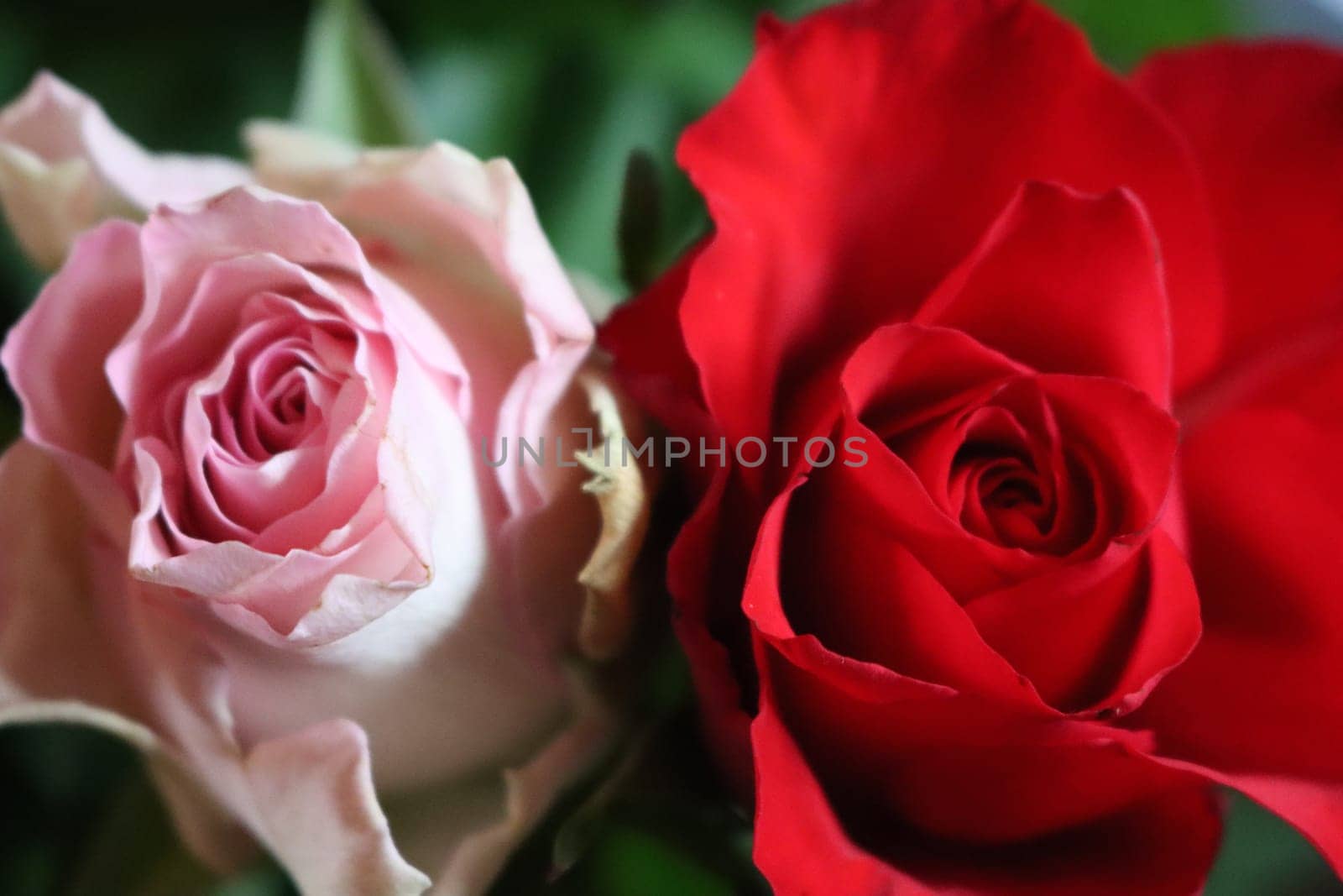 pink flower beautiful skewer-colored skewers natural leaves