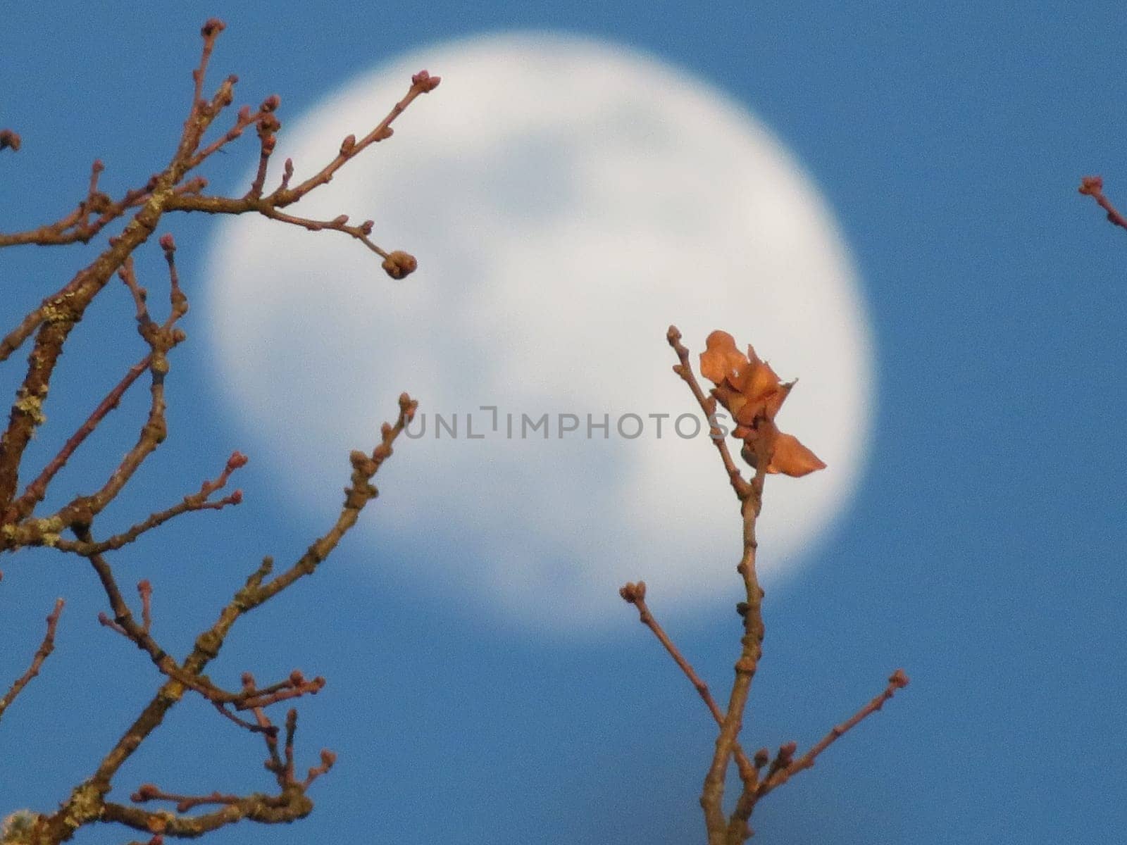 beautiful moon behind leaf tree takes out branch