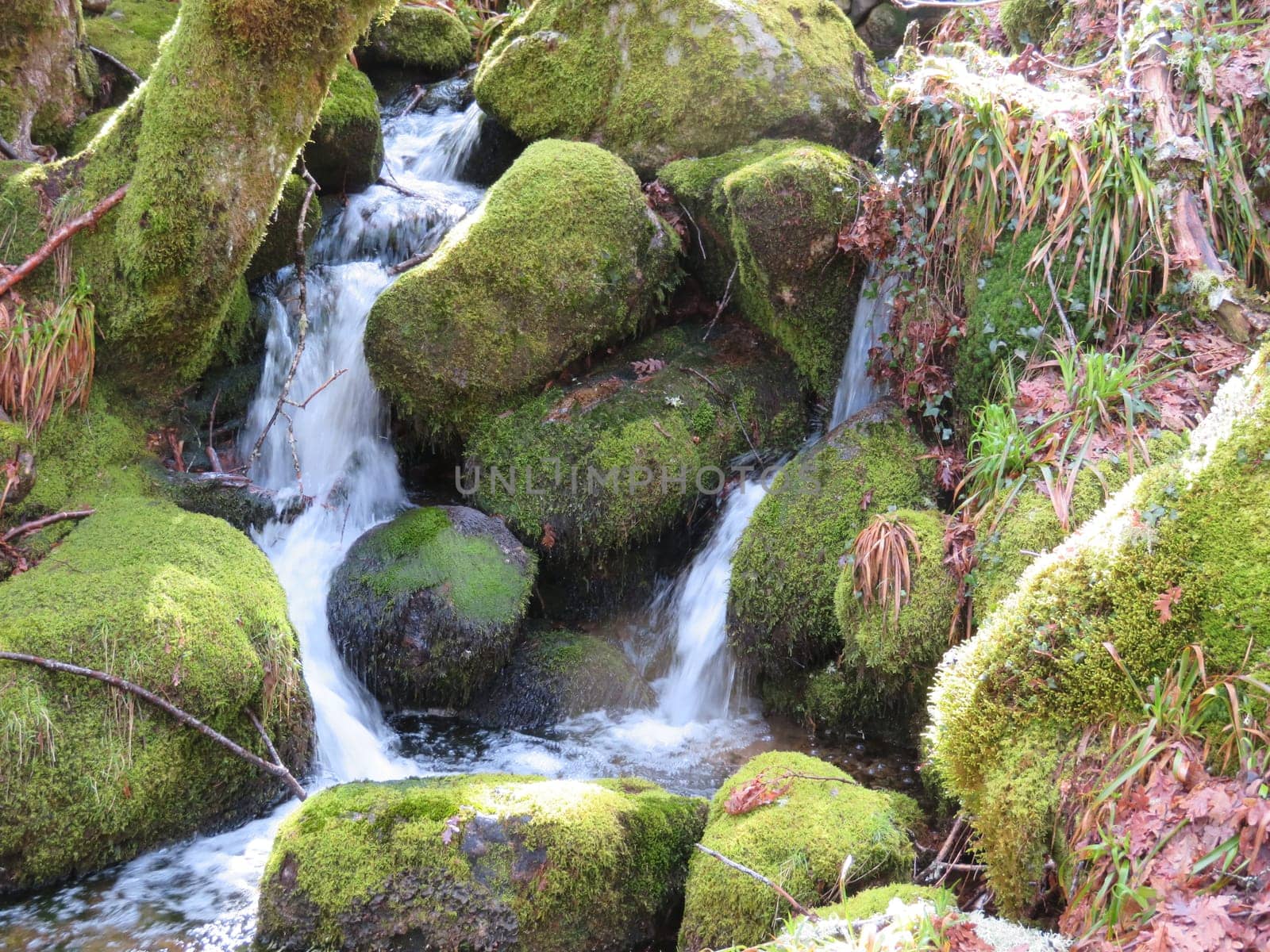 beautiful forest of trees rivers waterfalls water green moss moisture