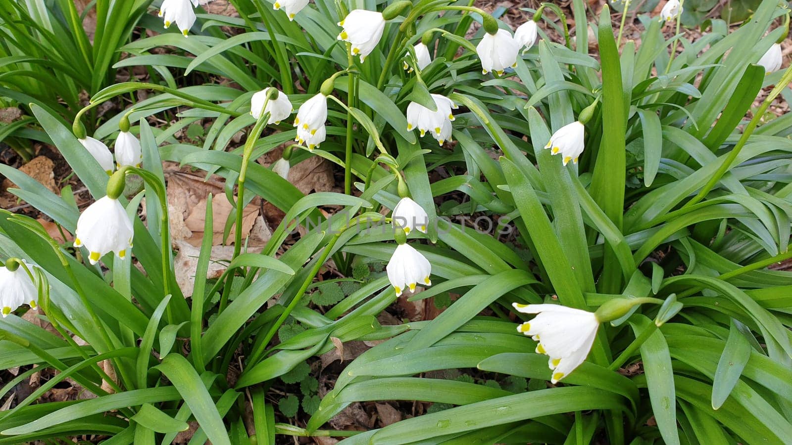 In the Märzenbecherwald near Algersdorf in the Franconian Alb,you can find the nature-protected spring knot flower also called Märzenbecher,Marchbecher,Marchbellchen or Large Snowdrop