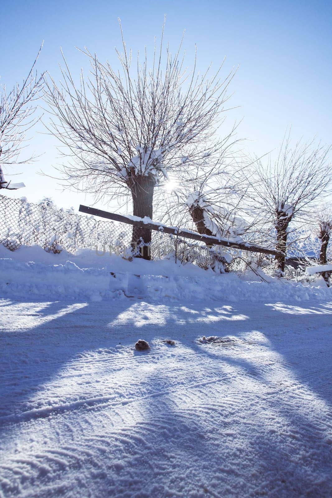 Small streets and trees in town covered in snow