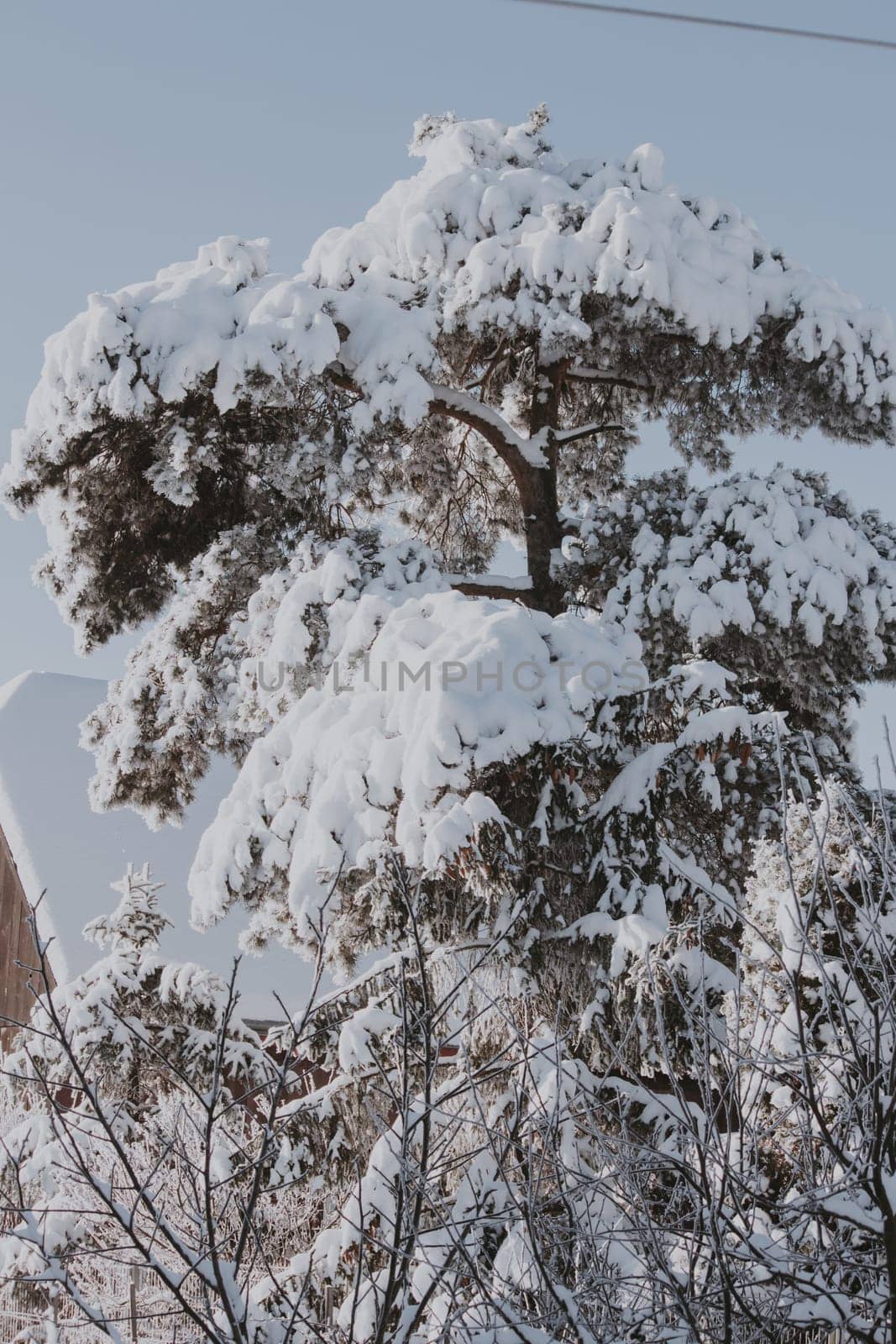Big fir tree covered in snow
