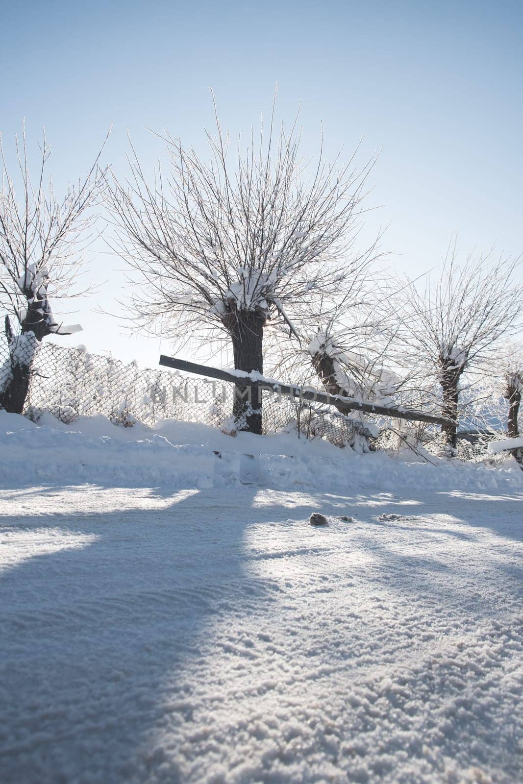 Small streets and trees in town covered in snow