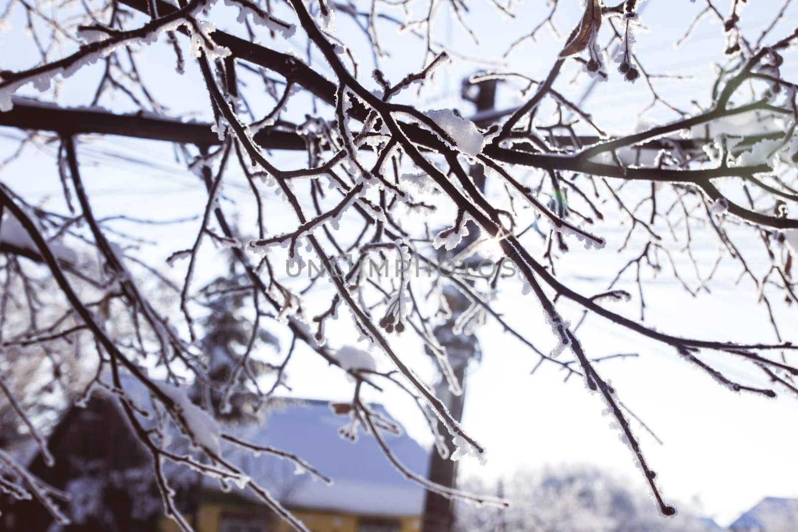 Close up of branches covered in snow