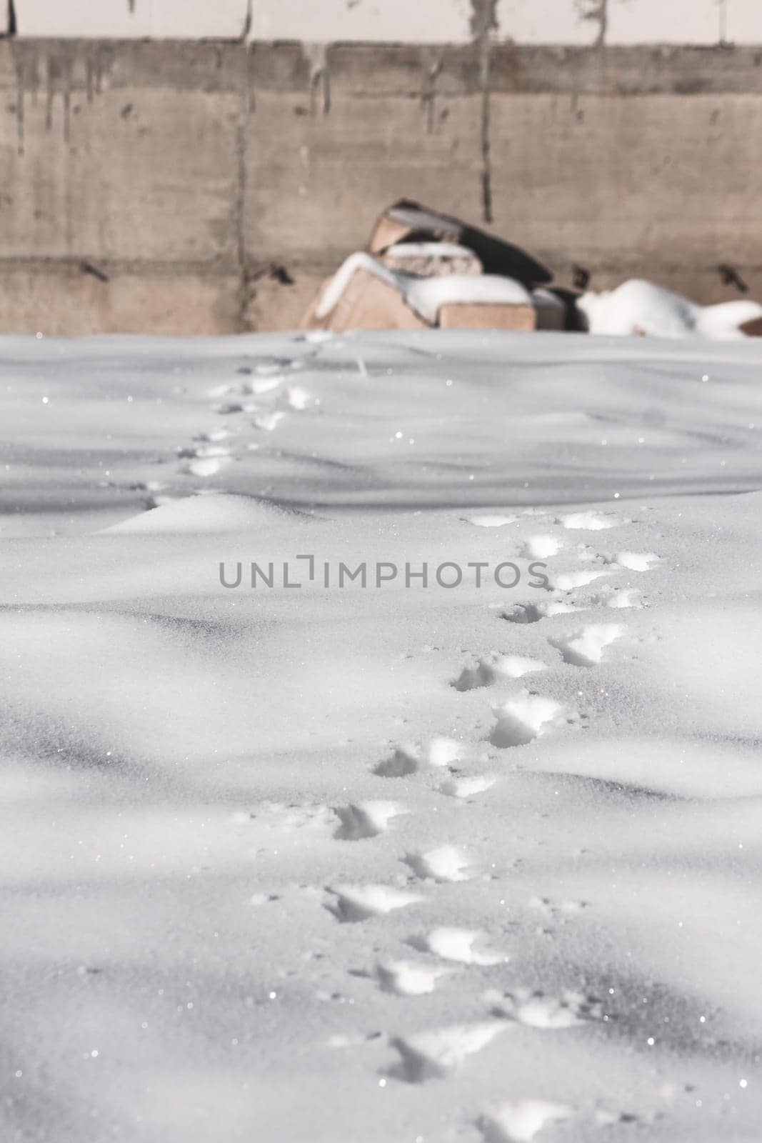 Path of animal marks on the snow during winter