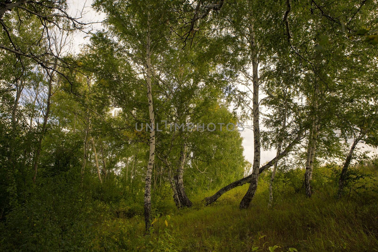 Beautiful landscape - summer birchwood