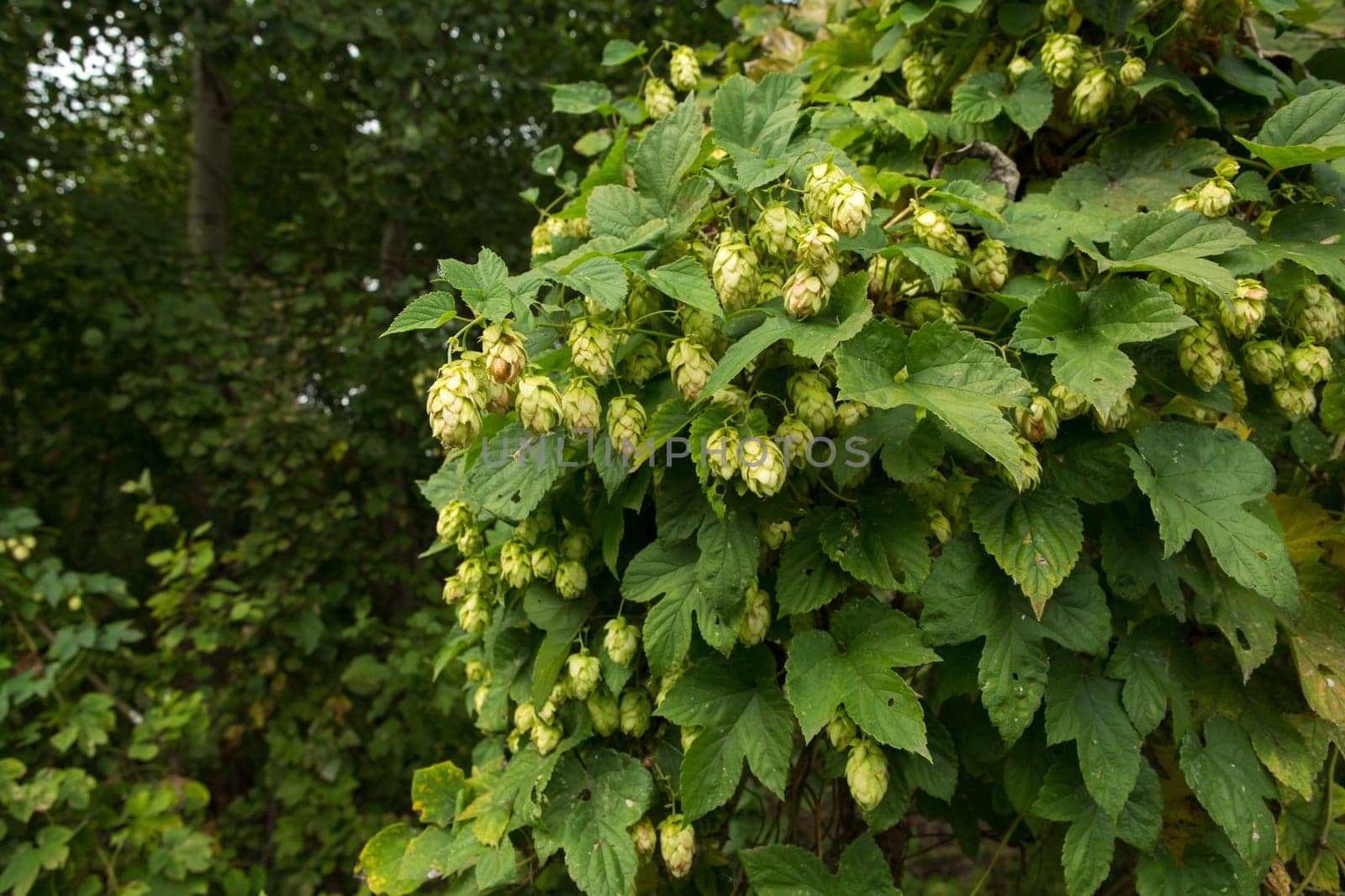 Green hops