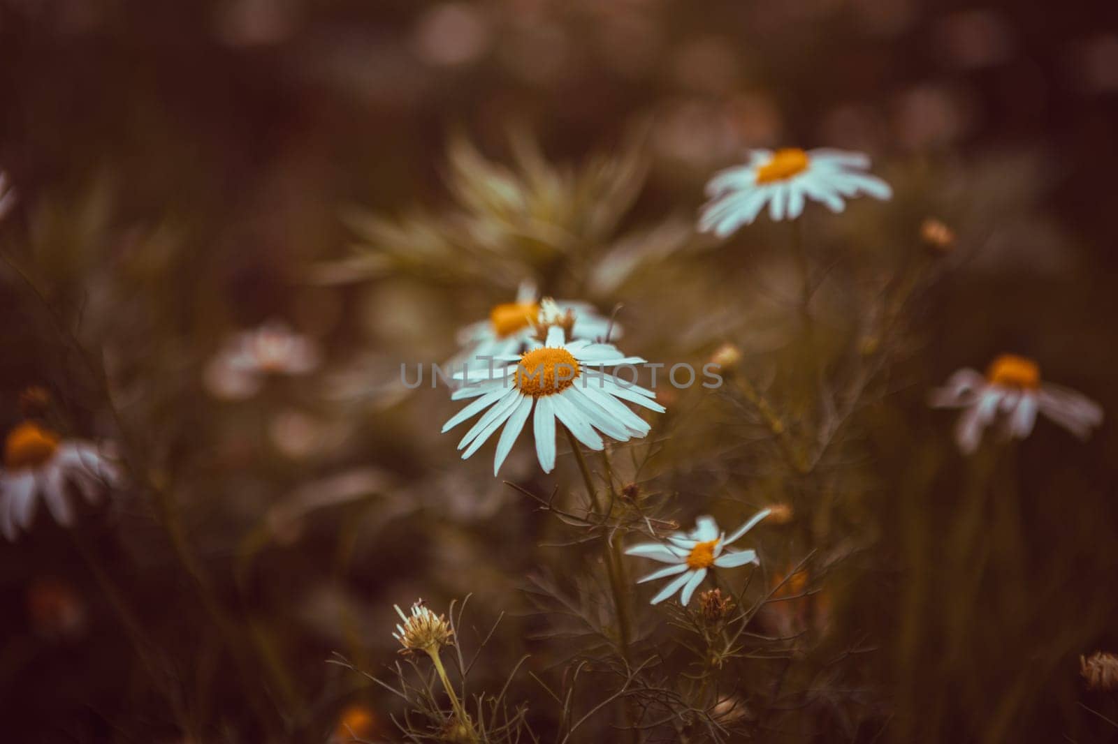 Vintage look of summer daisies in grass