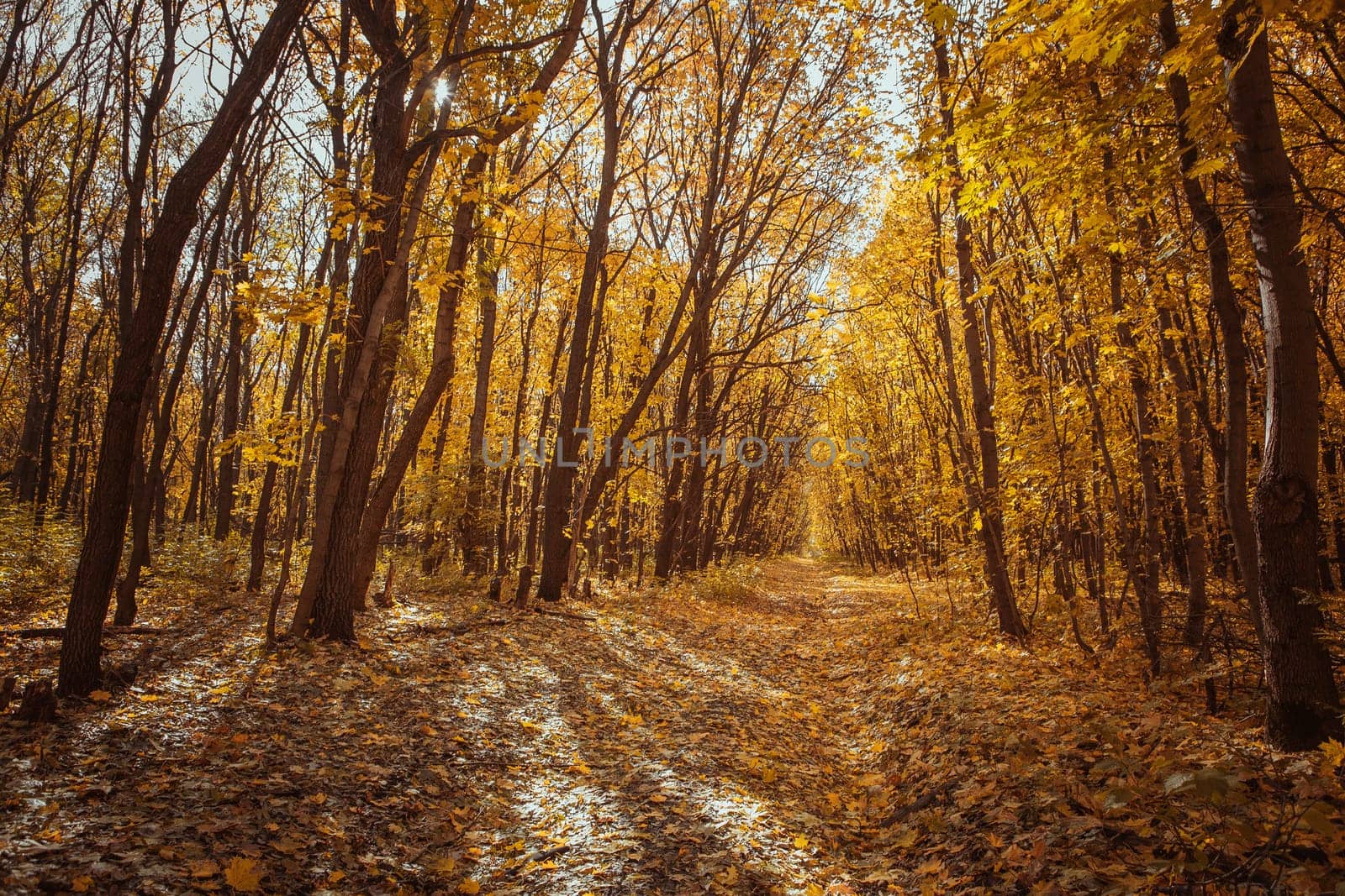 Sunset in the autumn forest