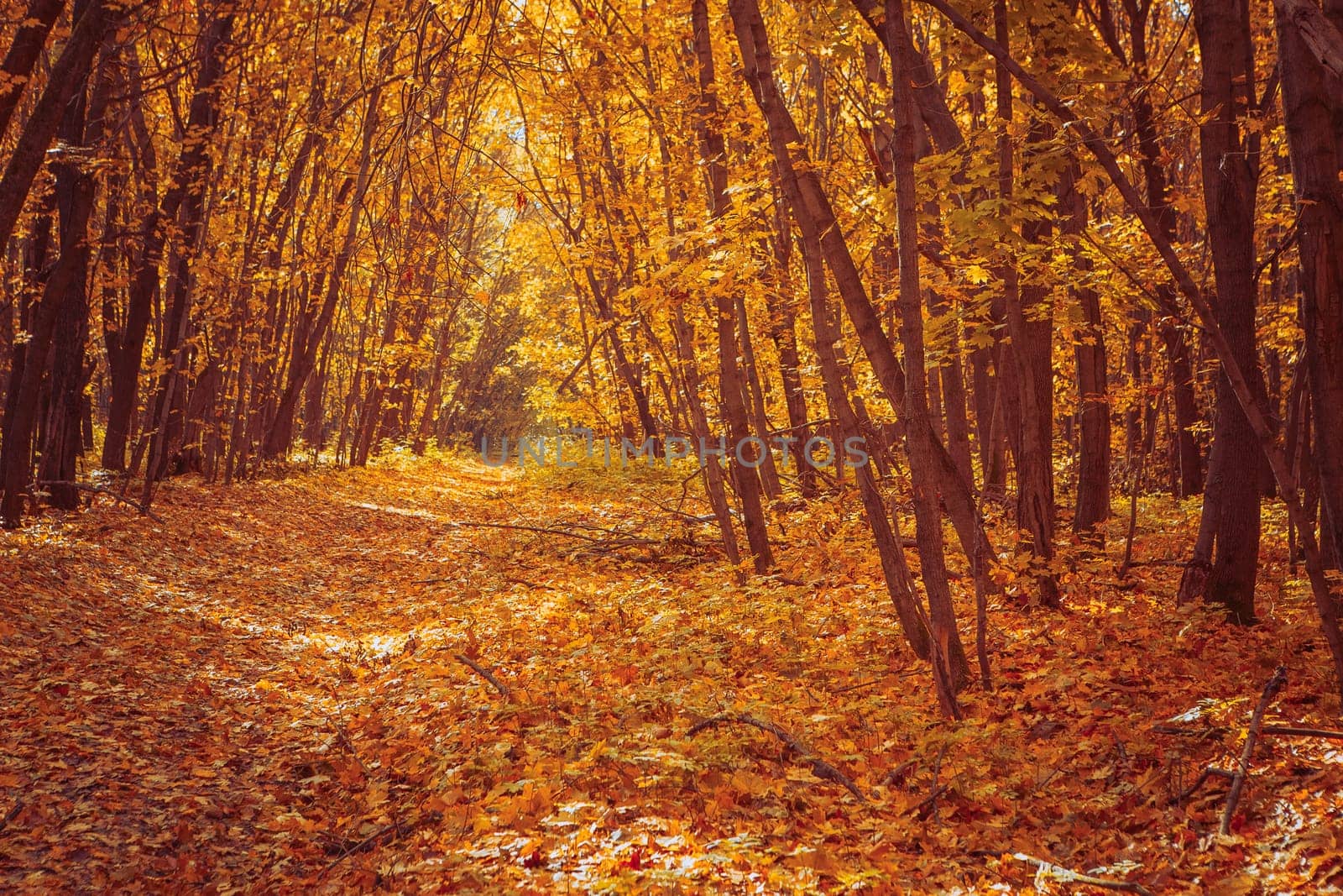 Sunset in the autumn forest