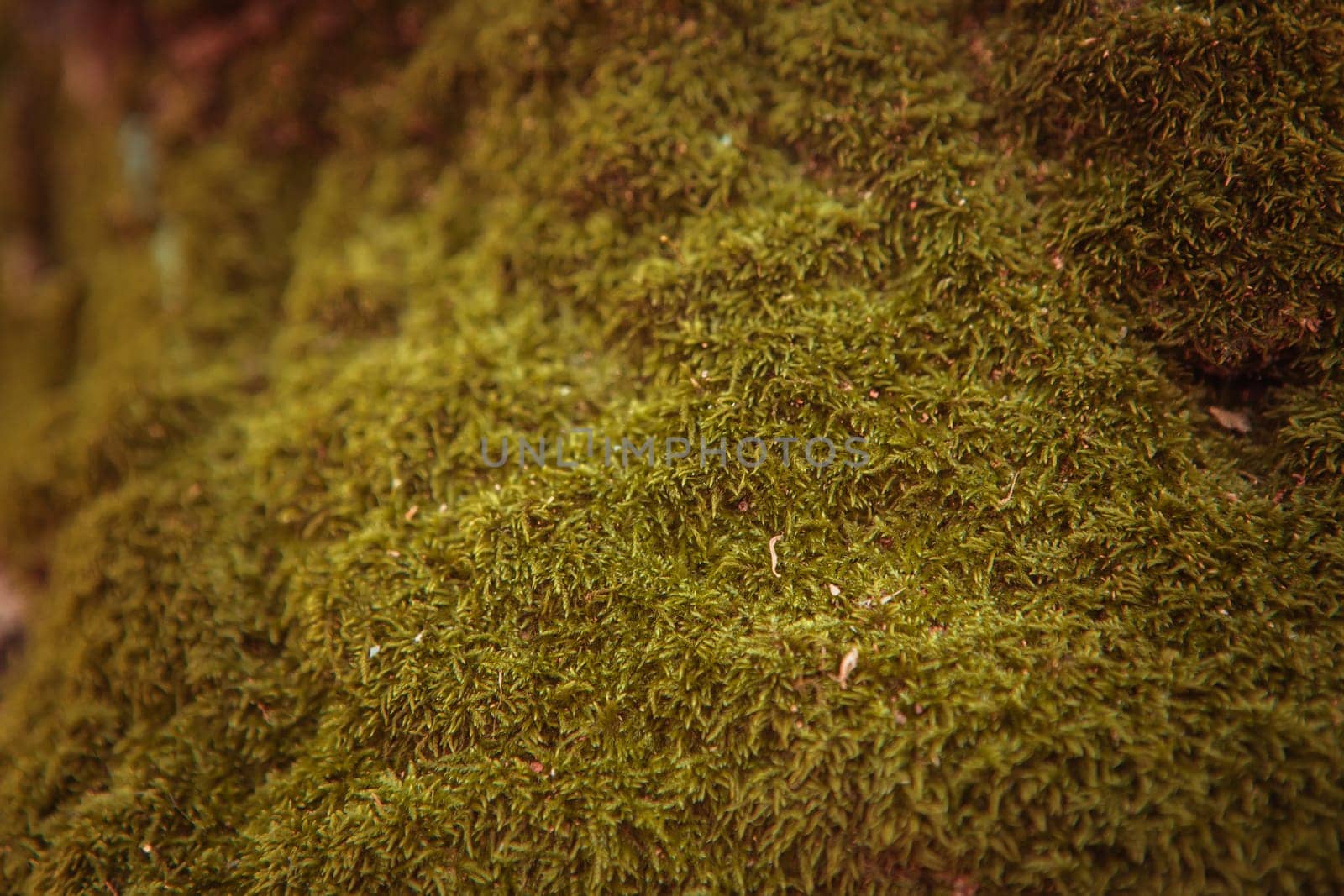 Green moss on the tree