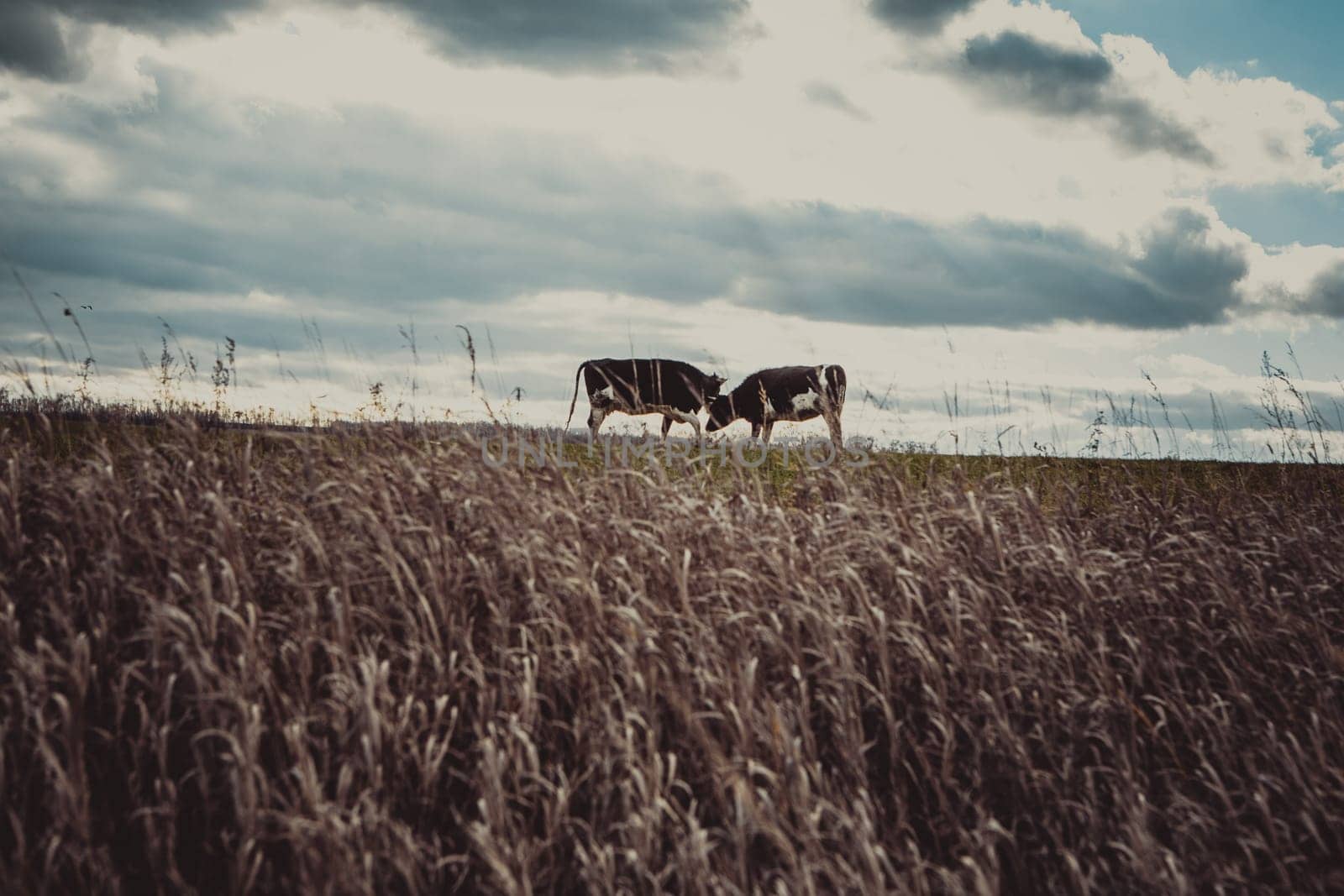 Cows on the meadow in autumn time