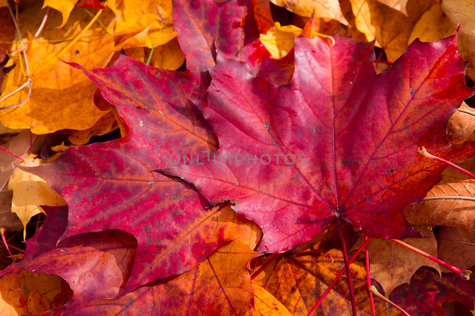 Colorful and bright background made of fallen autumn leaves