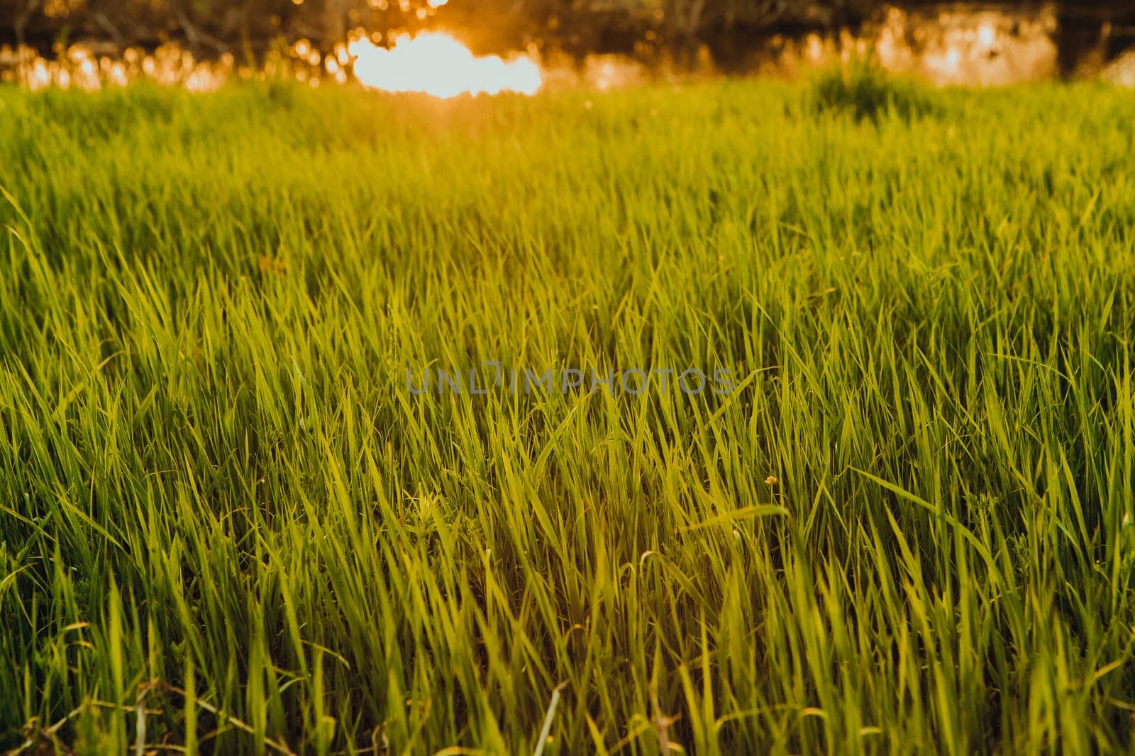 field on sunset