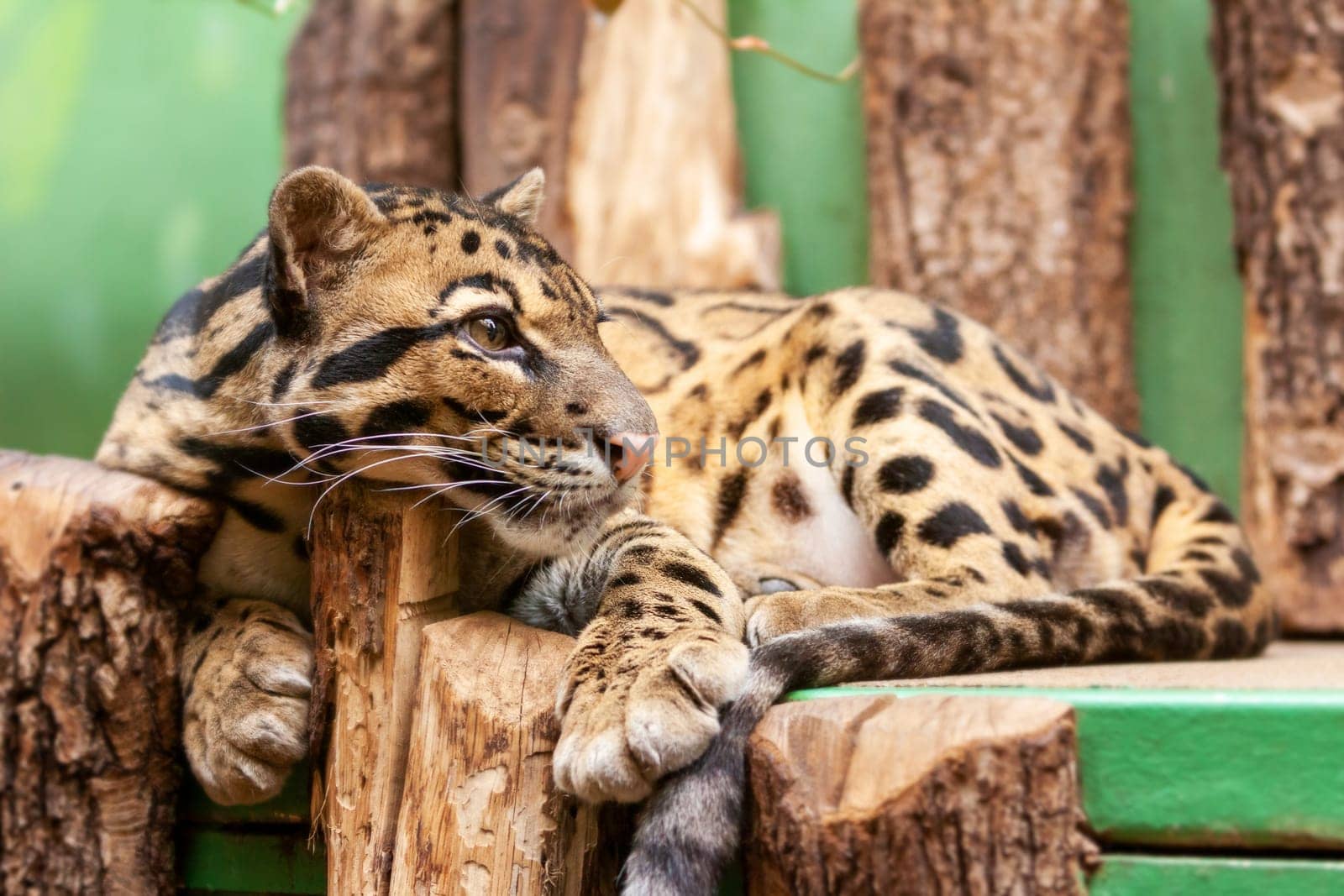Close-up of an Ocelot - Leopardus pardalis - on a branch. The wild cat staring away from the camera. High quality photo