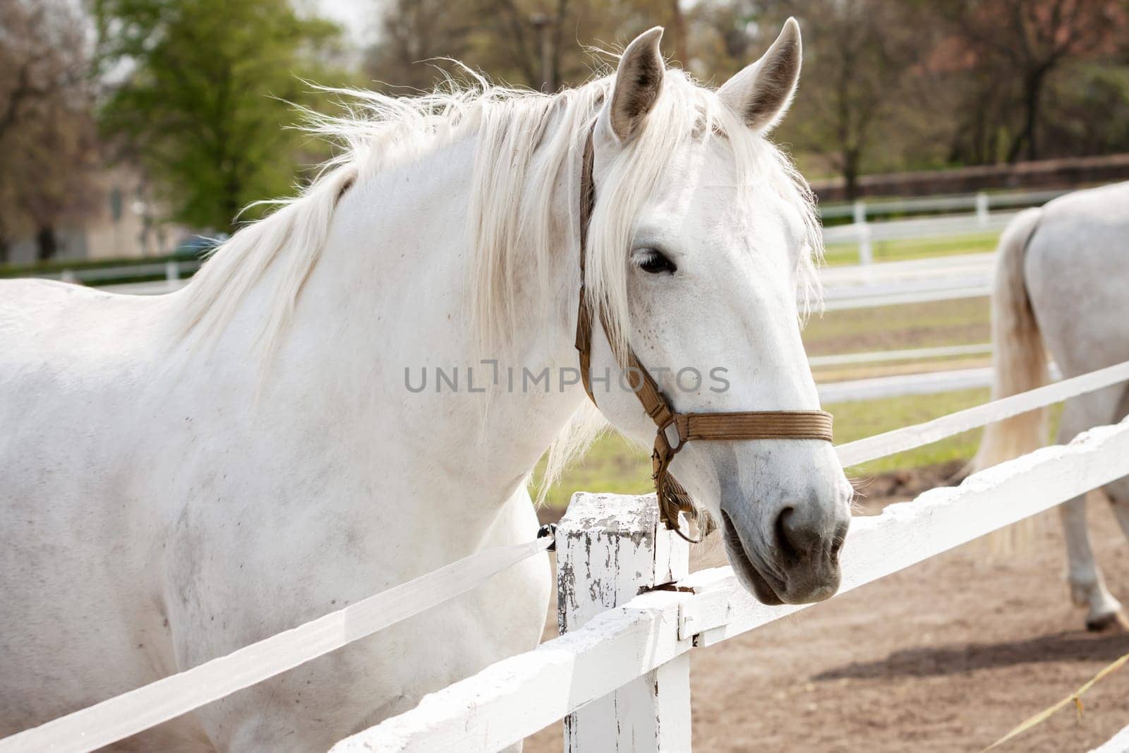 Old Kladruby white horse in Czech Republic