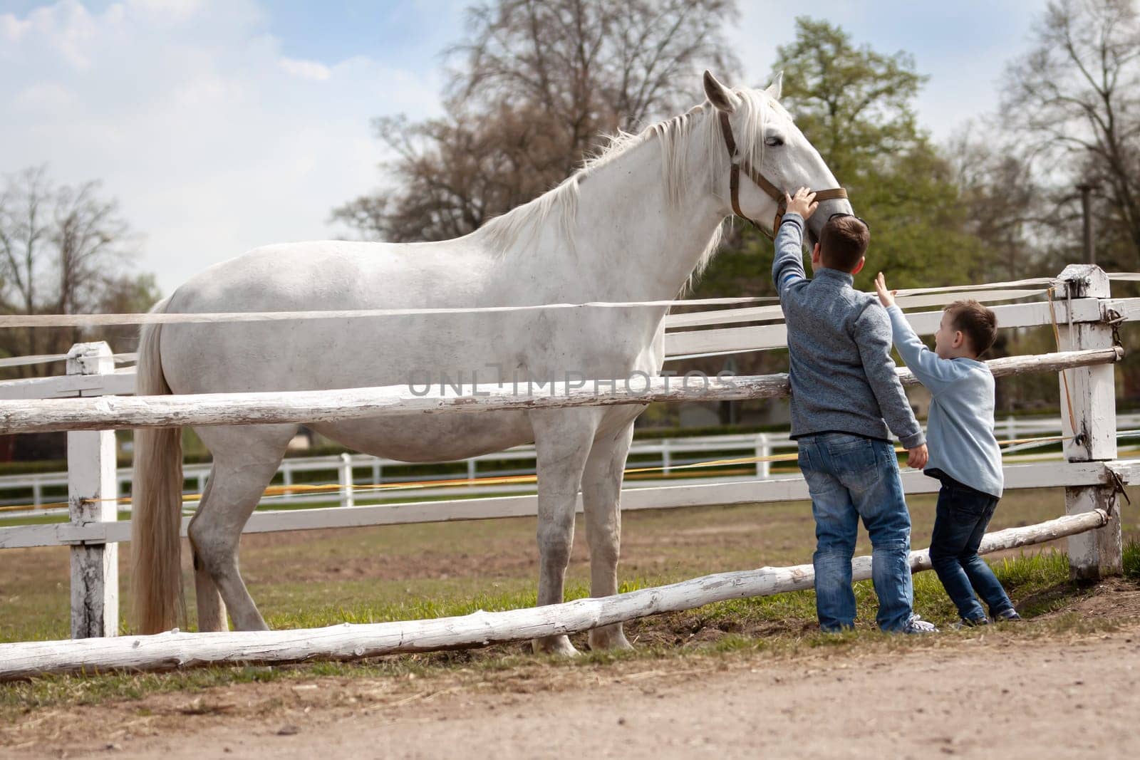 White horse with boys and soft touch, Czech Republic