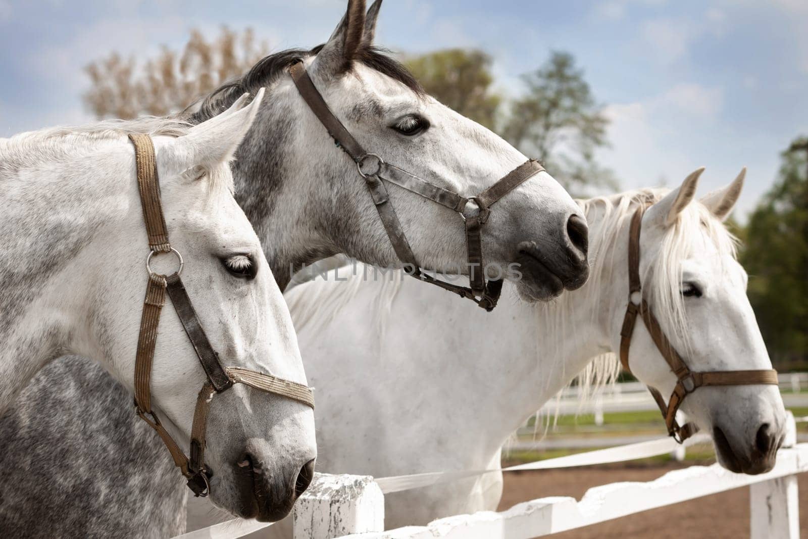 Old Kladruby white horse in Czech Republic