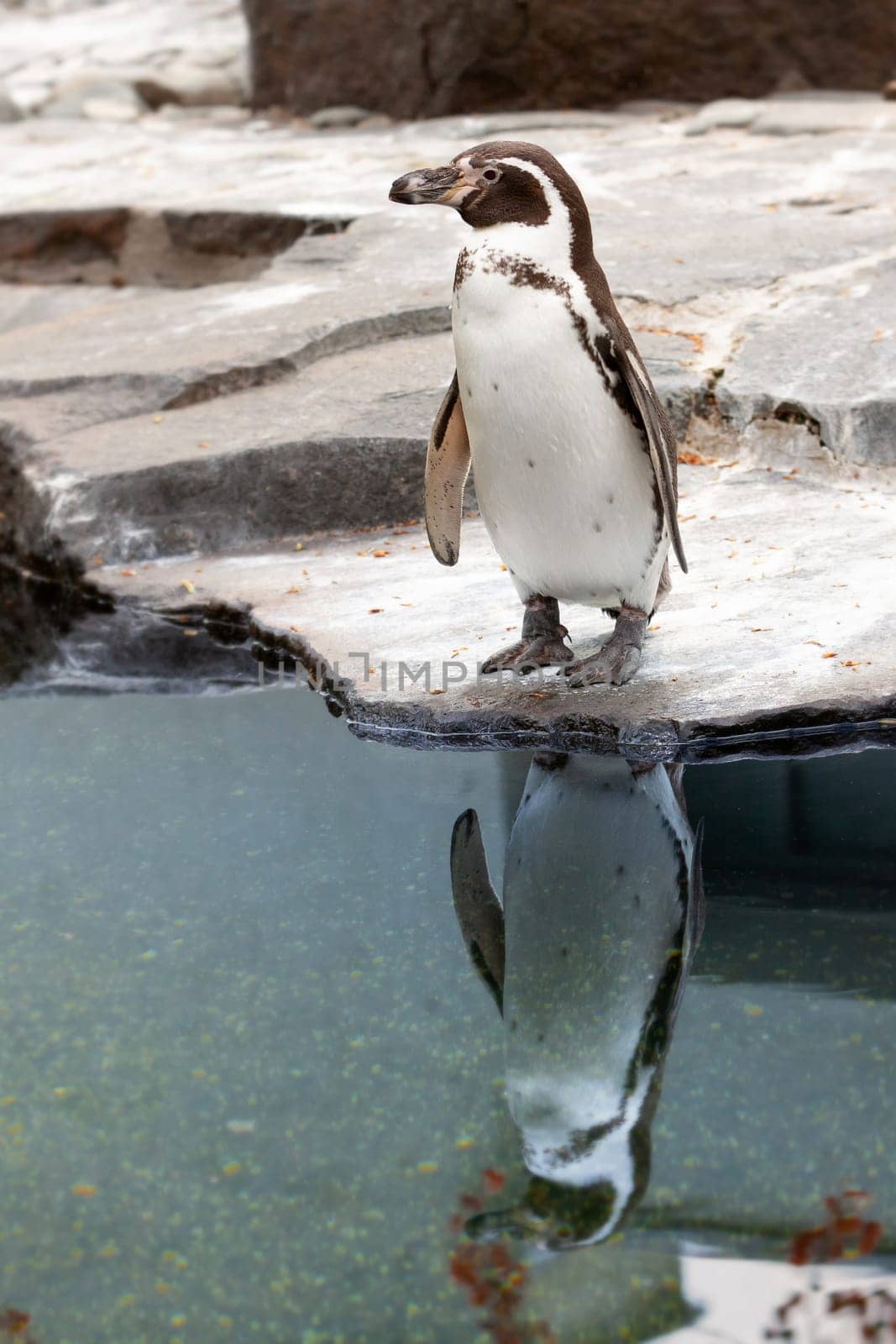 Penguin standing on rocky seashore with reflection on water. Czech Republic