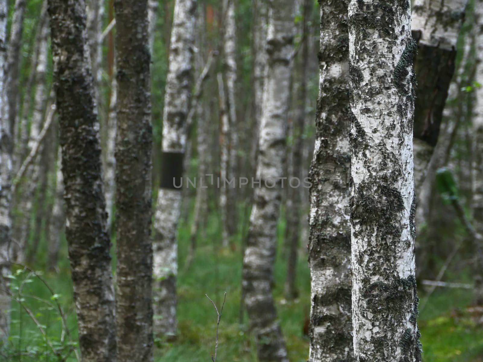 thin trunks of birch in a wet forest