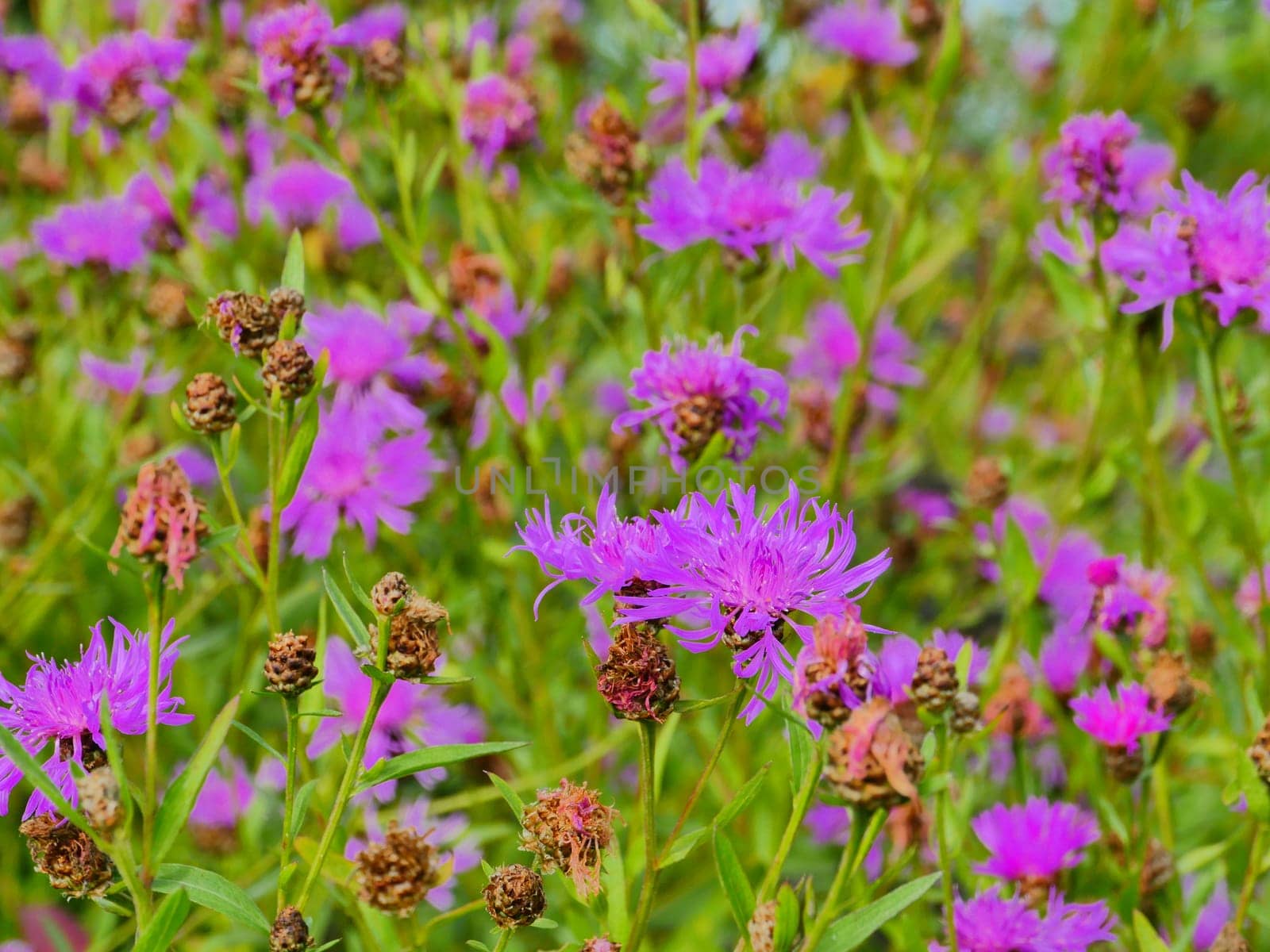 bright blooming wildflower cornflowers green meadow