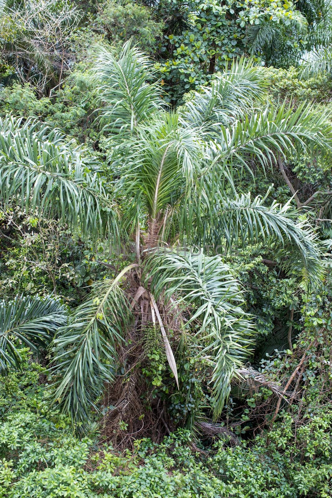 palm trees vegetation green nature