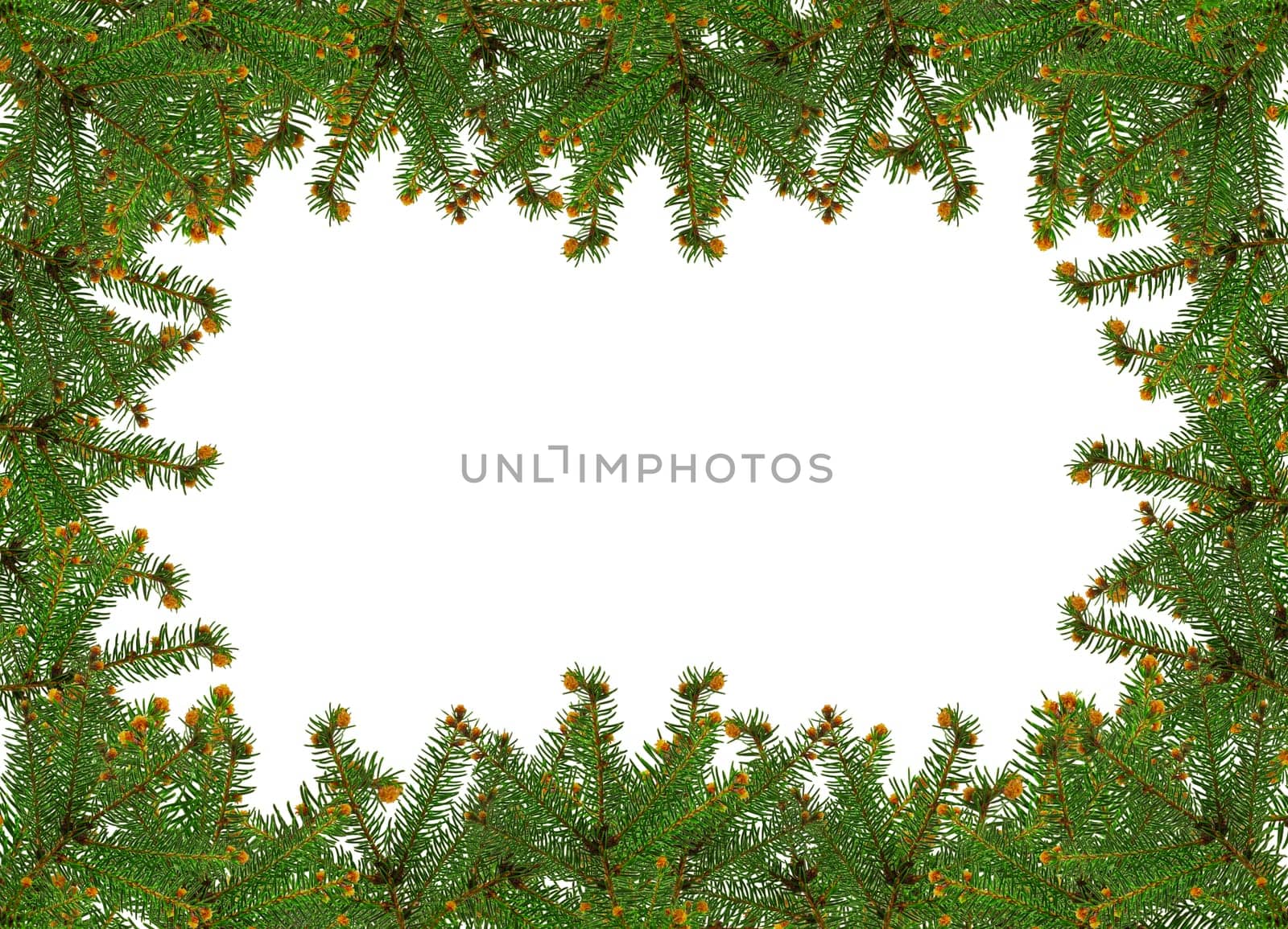 frame of pine branches over white