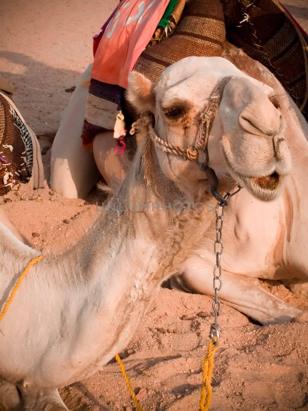 Egyptian camel in a desert