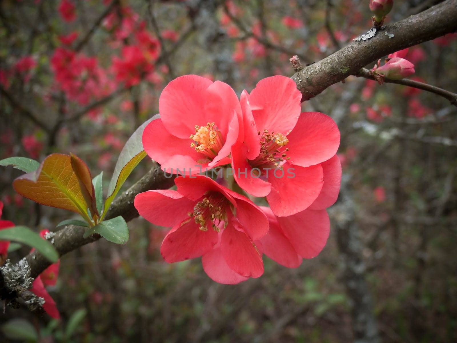 pink blossoms