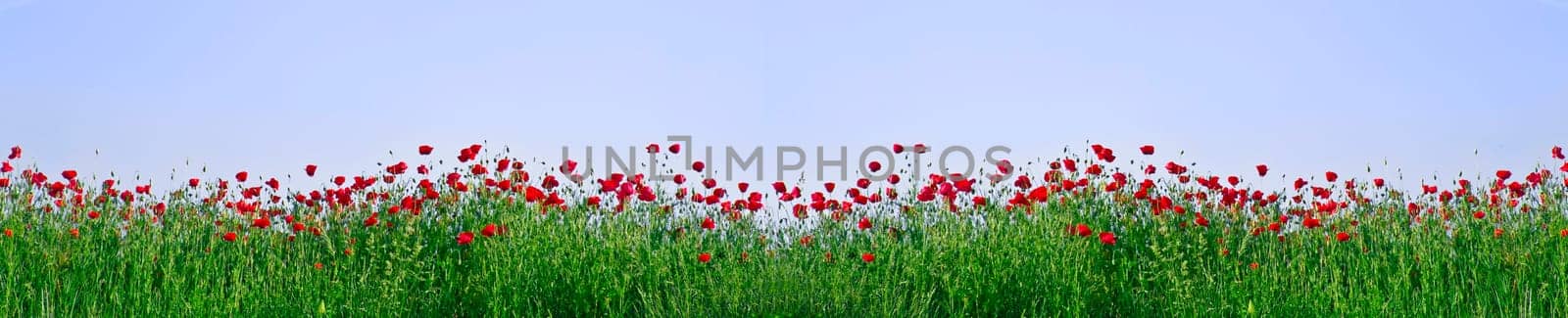 red poppies on green field as a frame