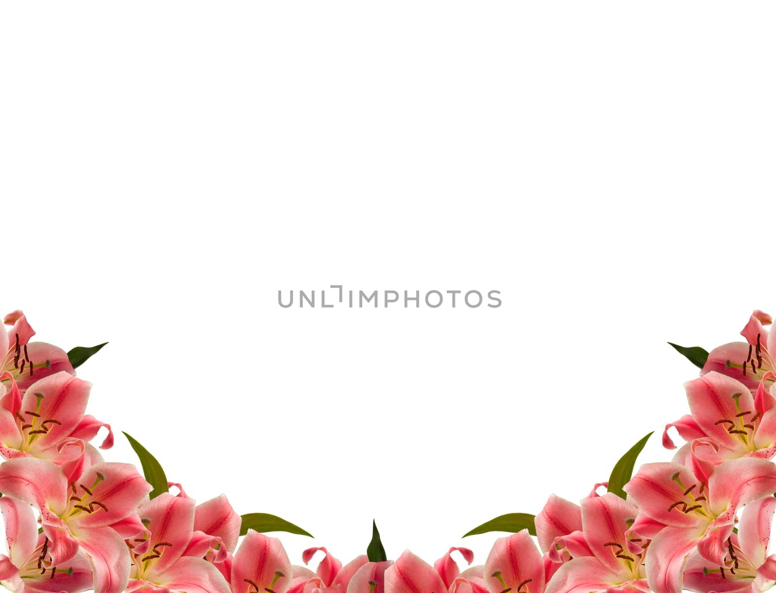 Floral frame of lily flower over white