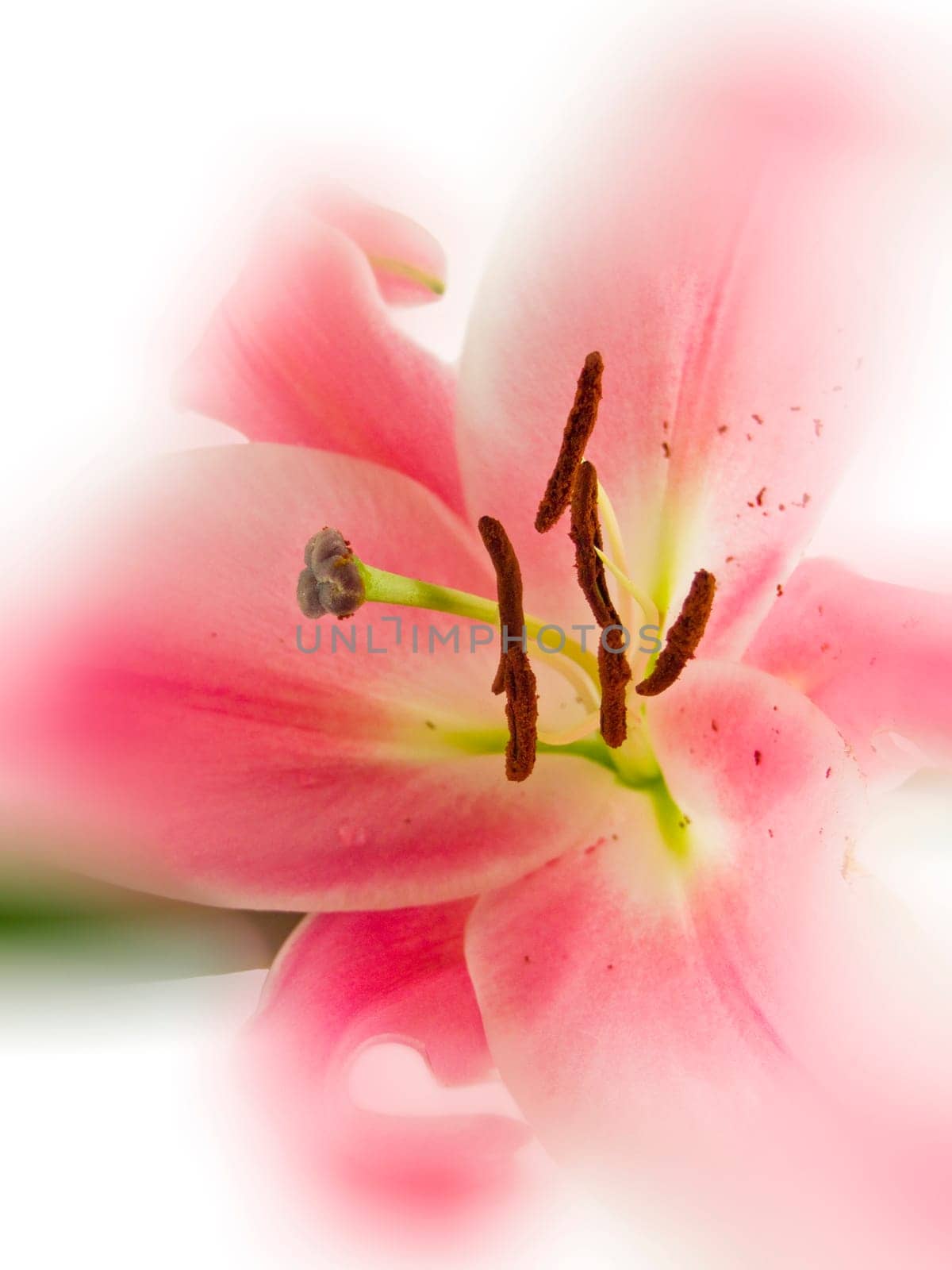closeup of beautiful pink lily over white