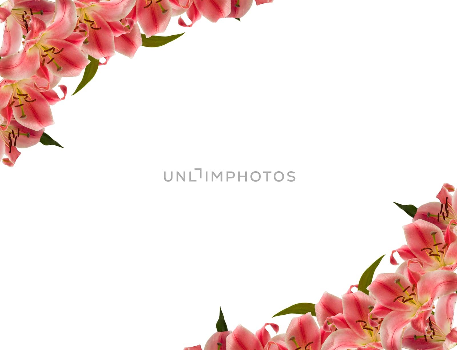Floral frame of lily flower over white