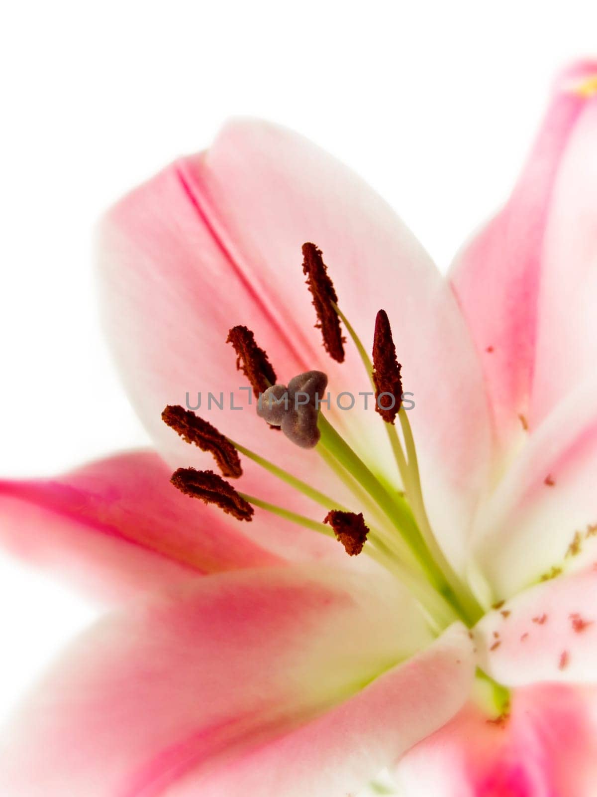 closeup of beautiful pink lily over white