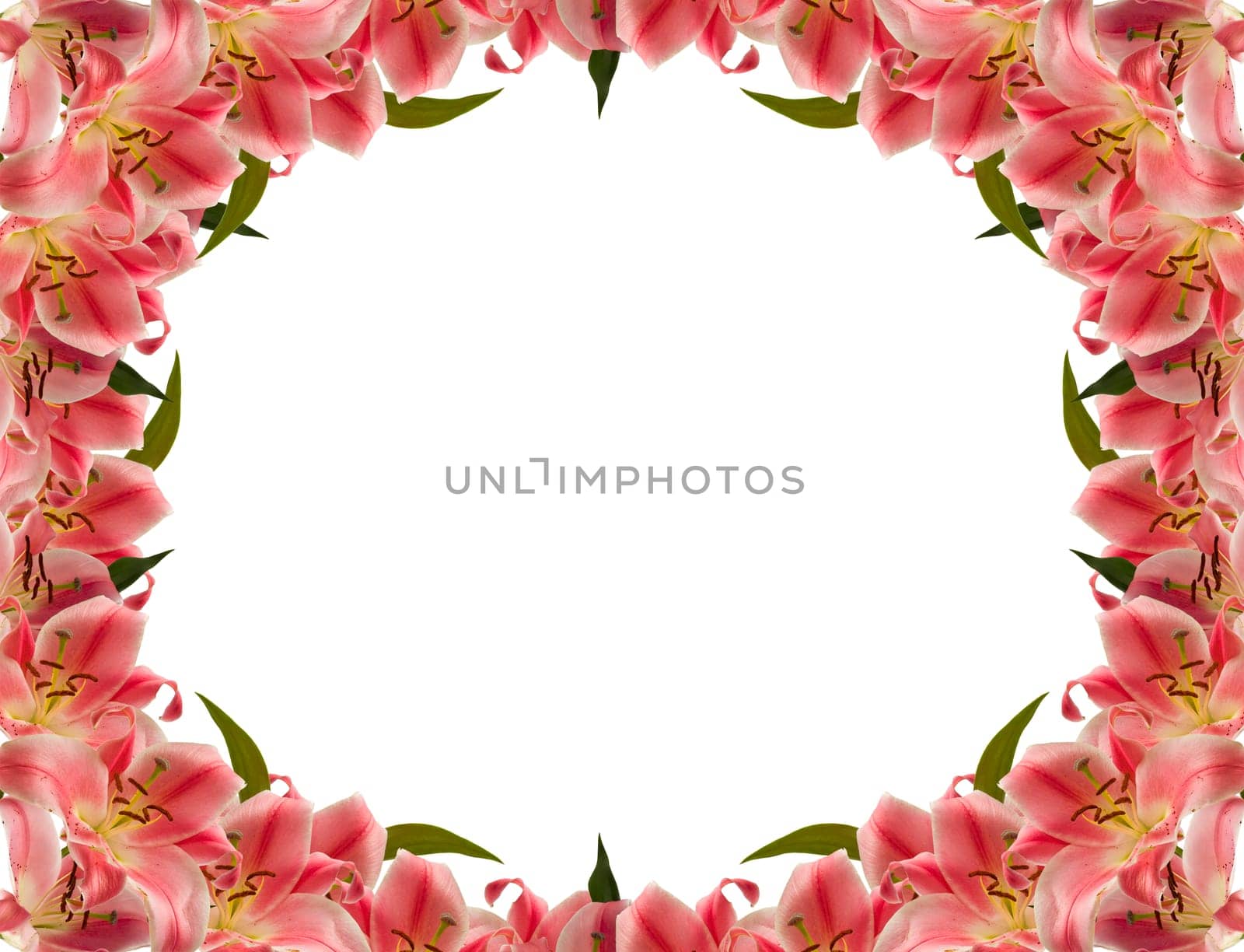 Floral frame of lily flower over white