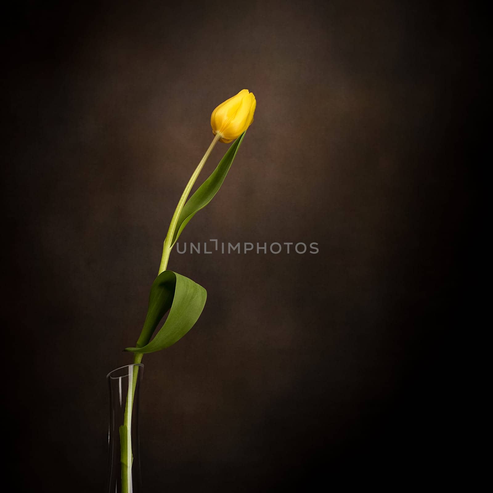 A tulip in a vase. Classic still life with a single tulip flower in a vintage glass vase on a dark background and an old wooden table. Art photography.