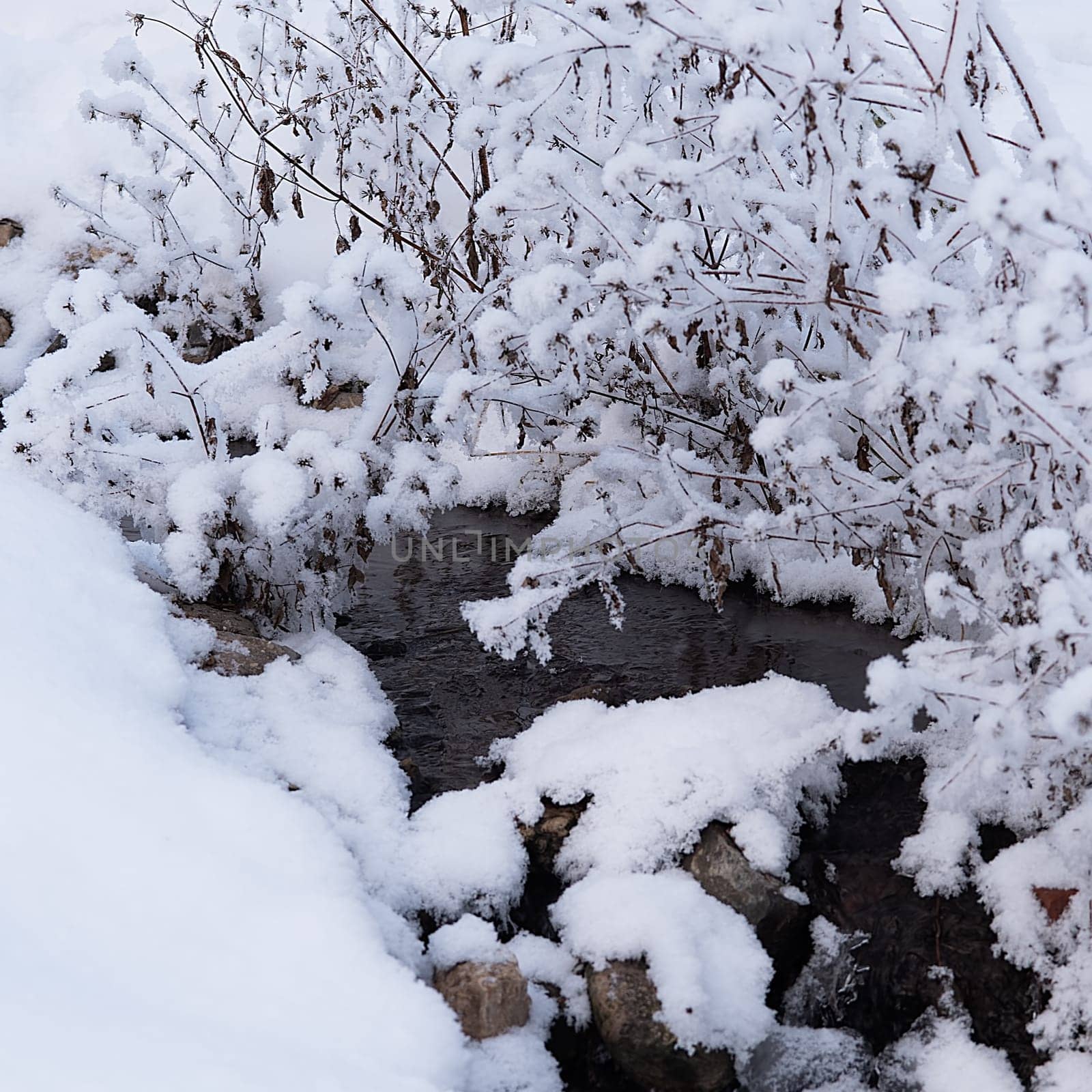 Winter stream flowing among the snow-covered bushes. Nature, landscape, environment.