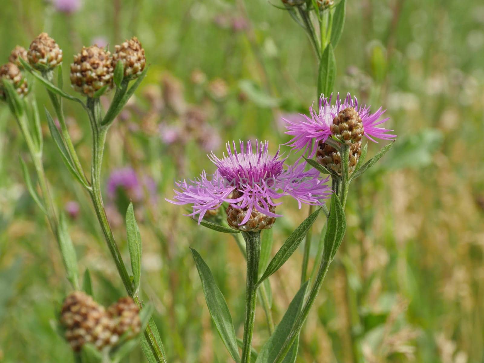fluffy blooming wildflower cornflowers green meadow