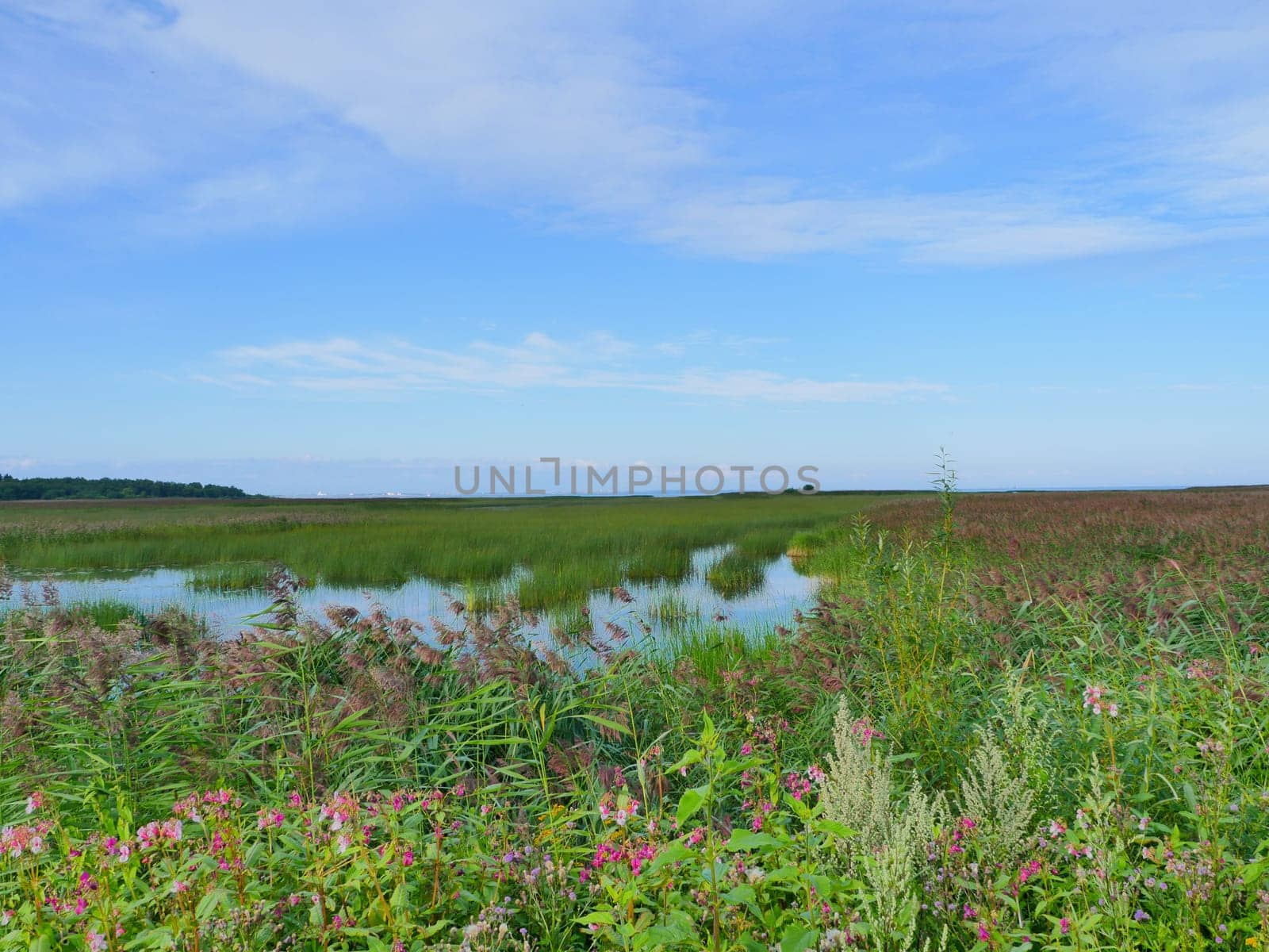 flowering flooded meadows, the lake is overgrown with dense reeds summer landscape