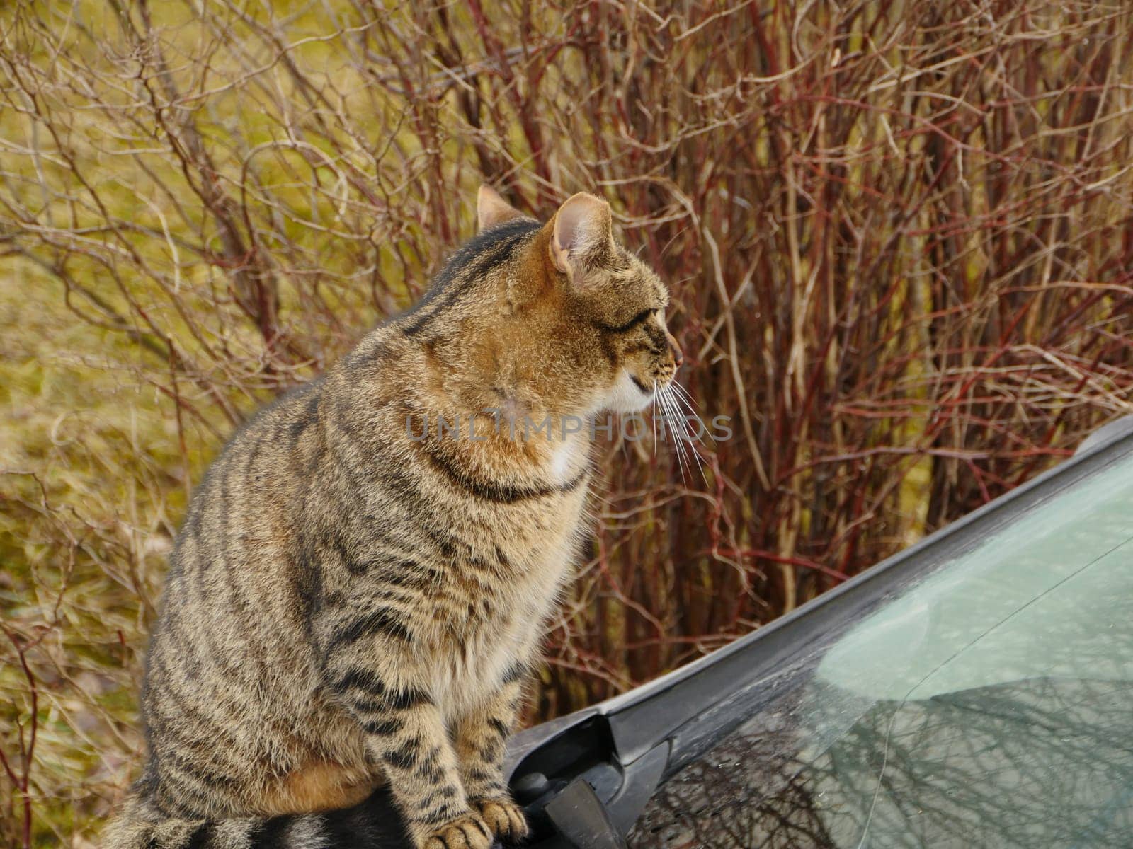 tabby cat sits on the hood of the car and looks around close-up, autumn