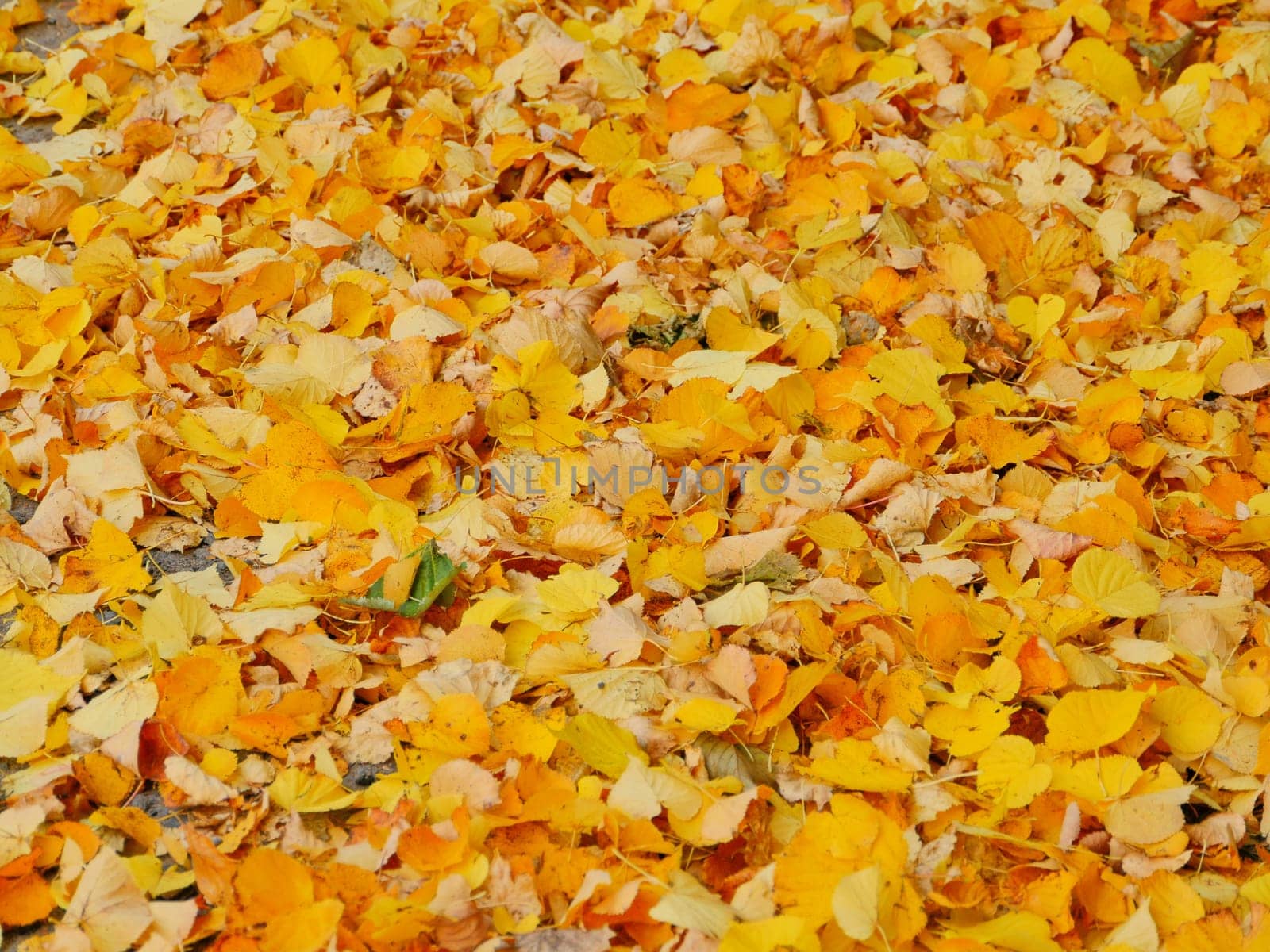 yellow leaves falling, autumn leaf fall, carpet of yellow leaves