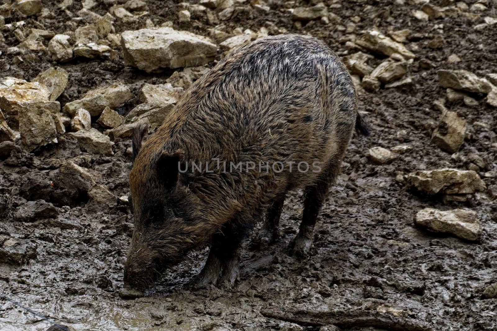 Wild boar