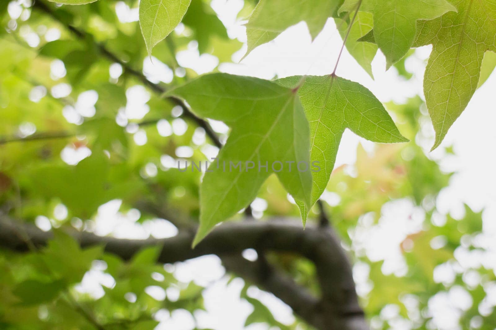 Maple leaves tree in summer, stoc phoho