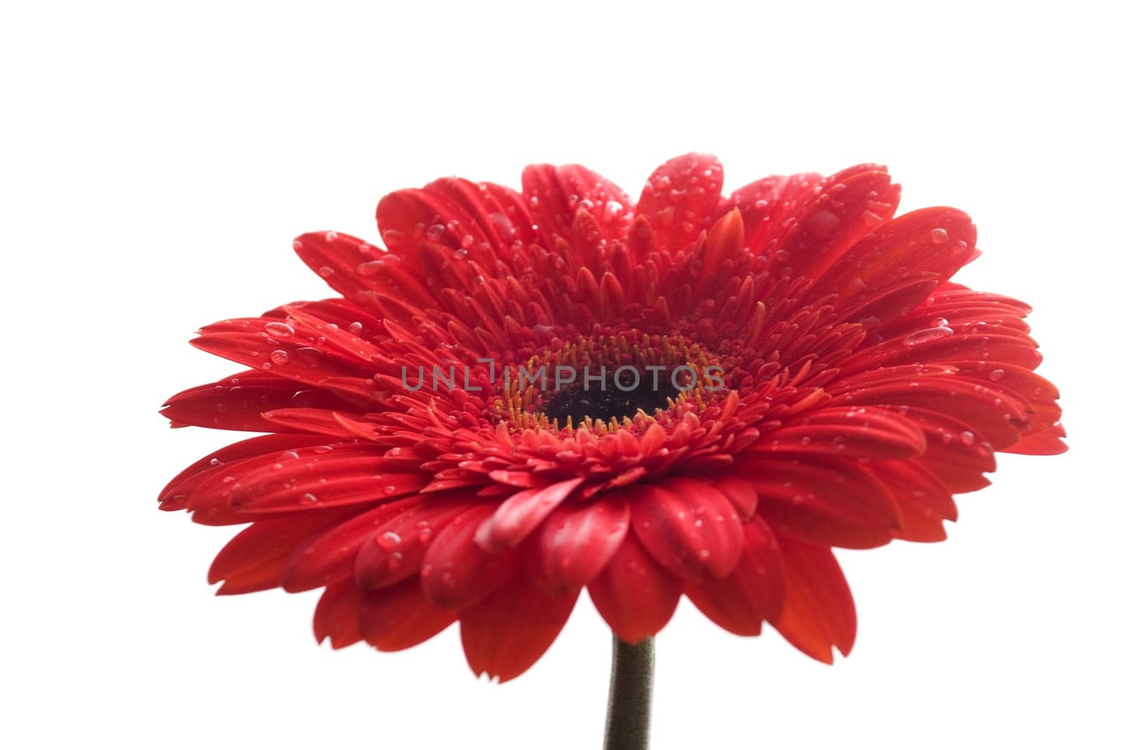 Closeup of red gerber with water drops