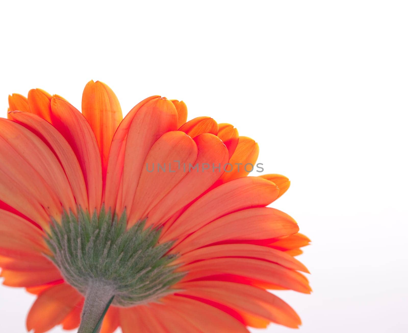 Closeup of red gerber isolated over white