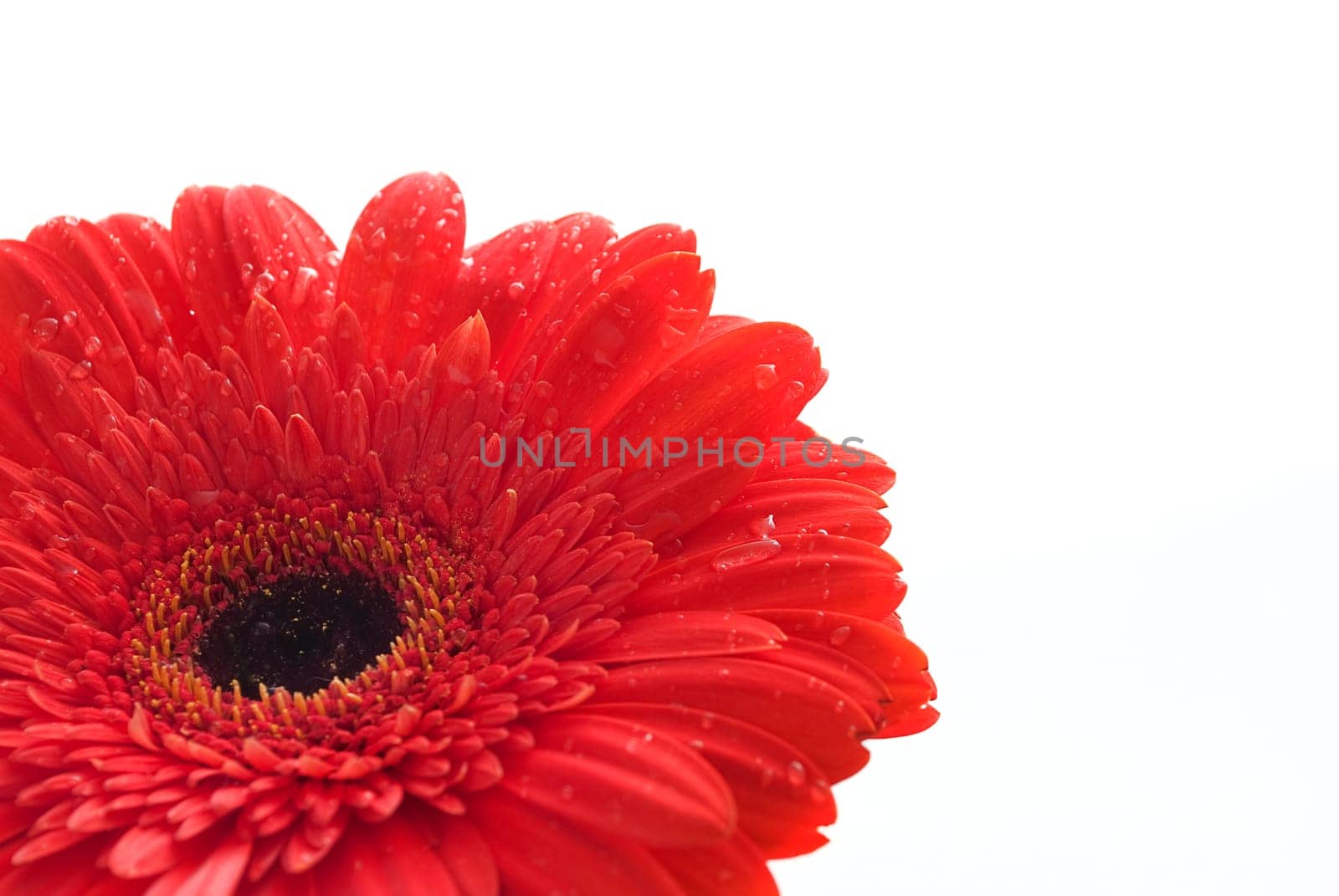 Closeup of red gerber with water drops